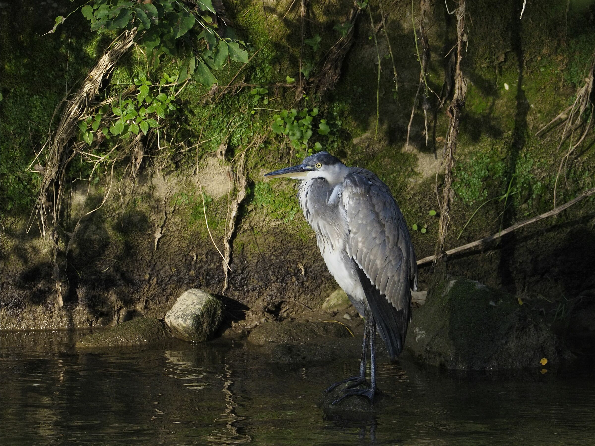 Ash heron