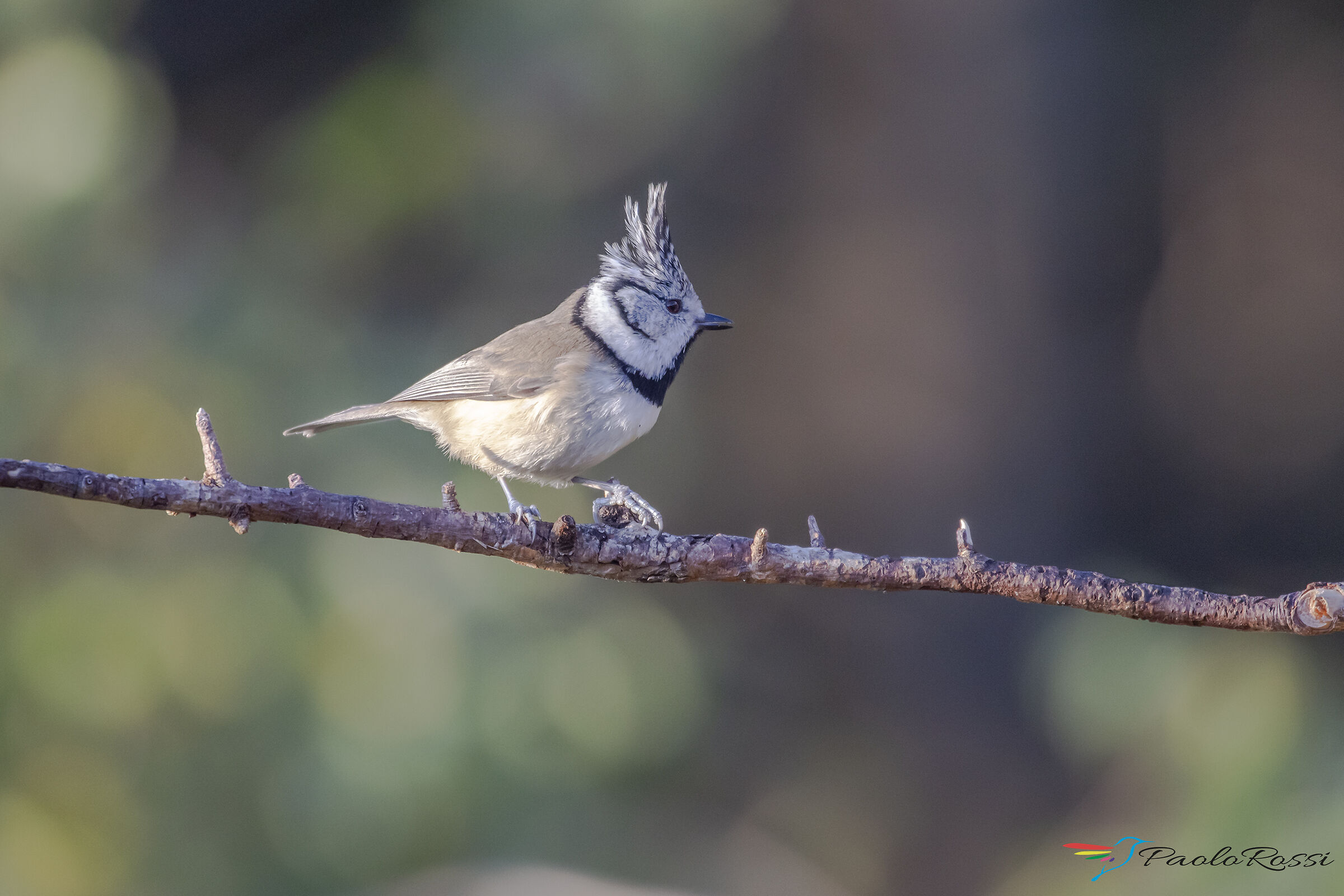 Cincia dal ciuffo...