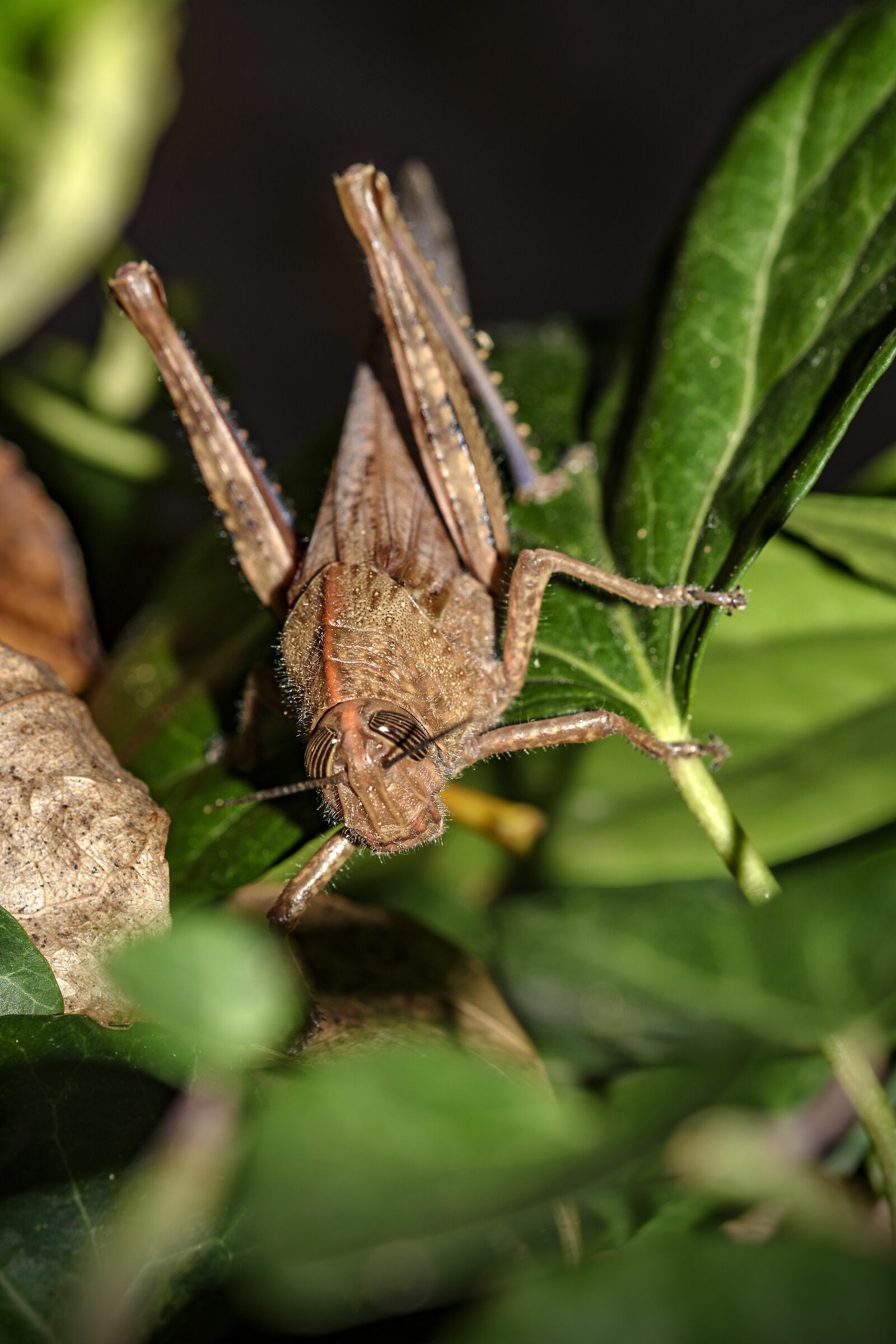 Anacridium aegyptium