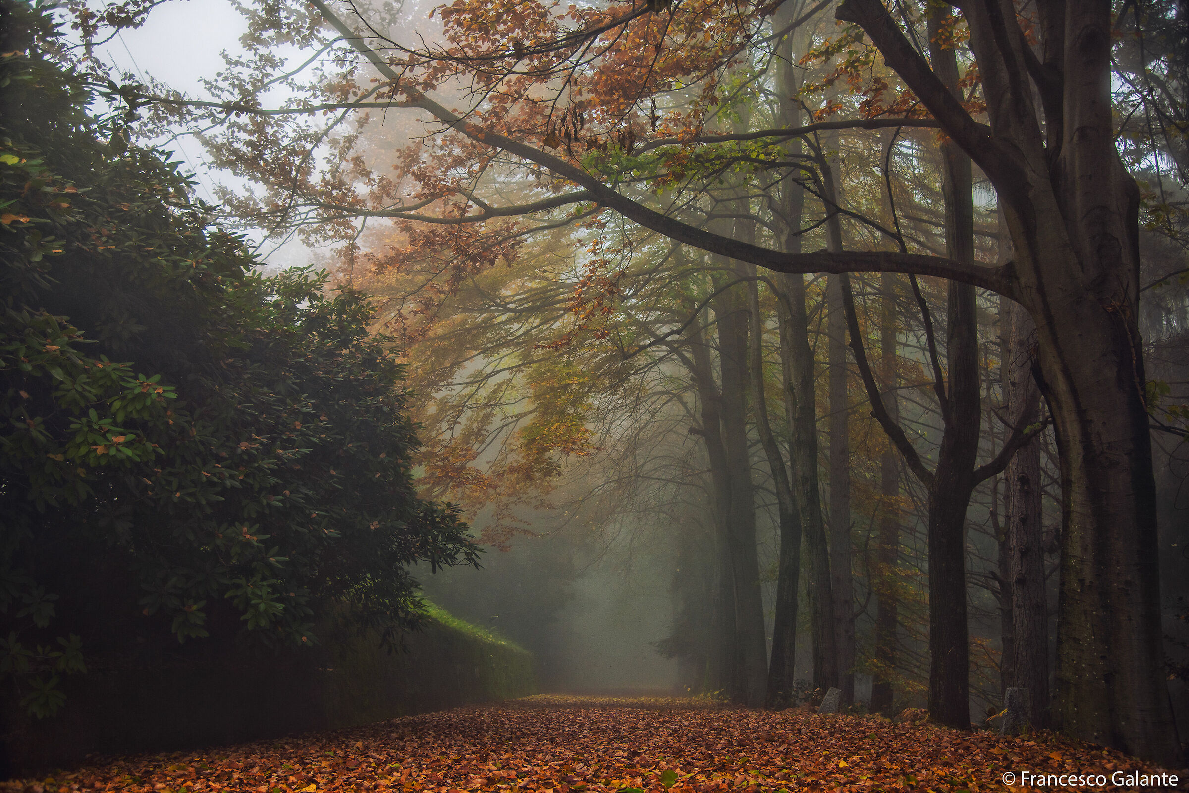 Oasi Zegna - Bielmonte 1