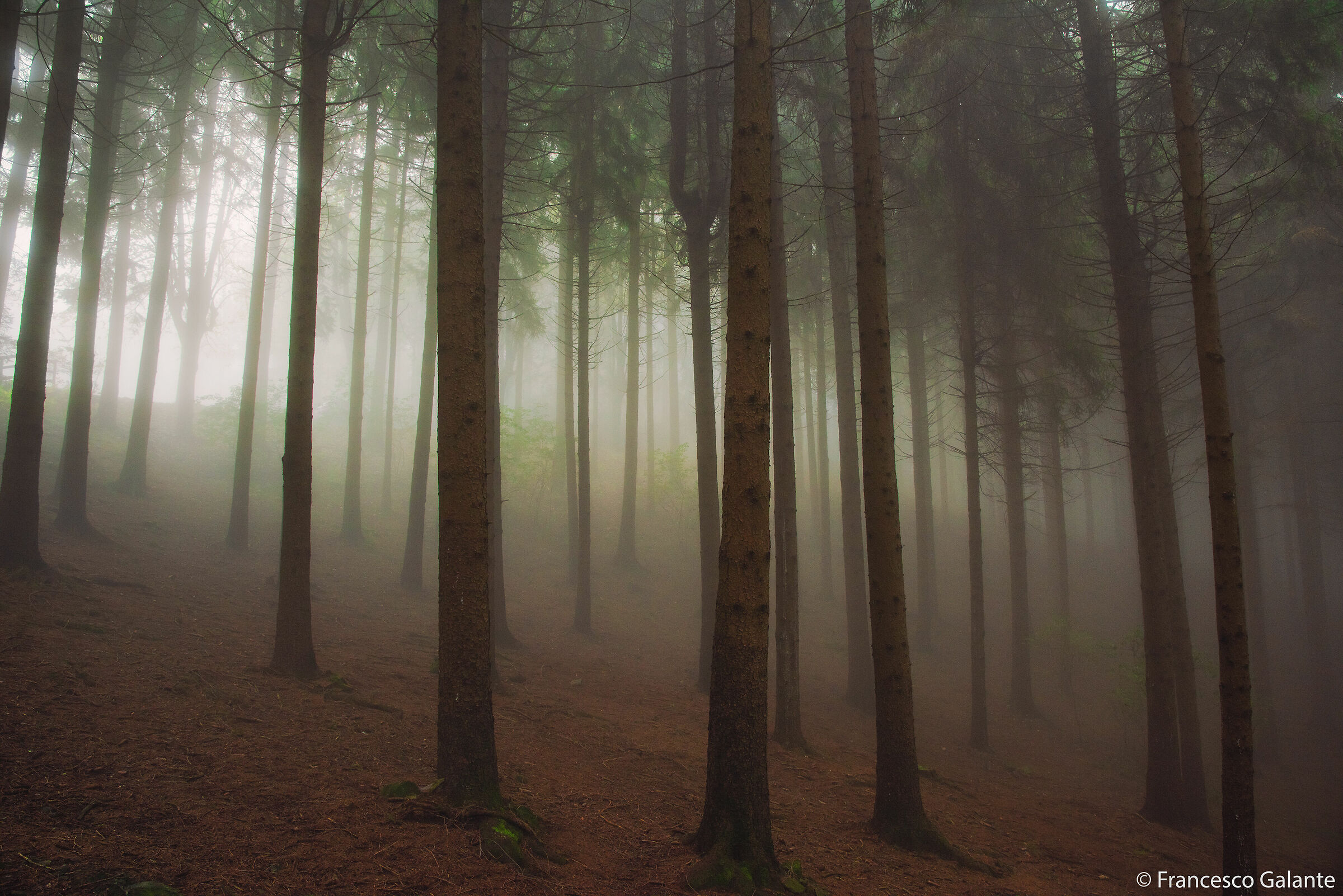 Oasi Zegna - Bielmonte 2