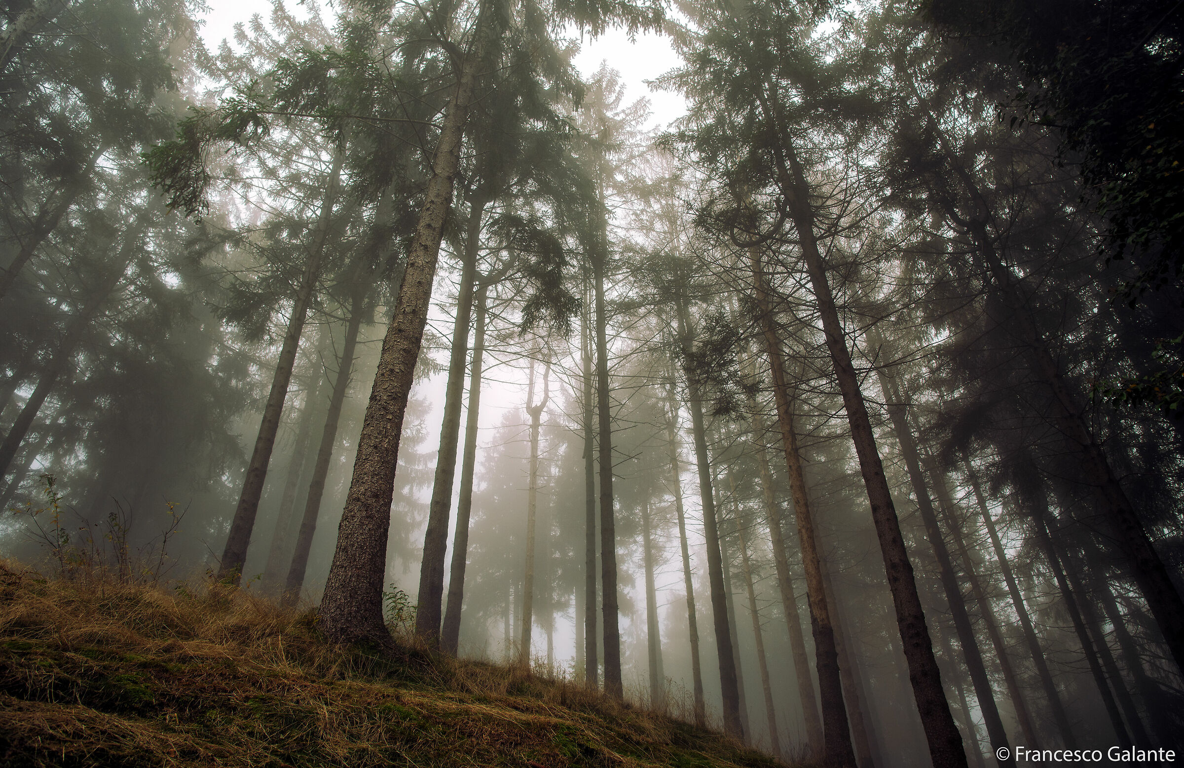 Oasi Zegna - Bielmonte 3