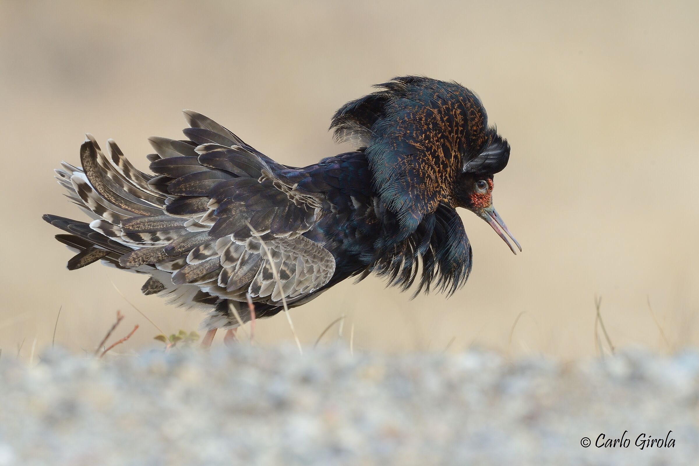 Combattente (Philomachus pugnax)