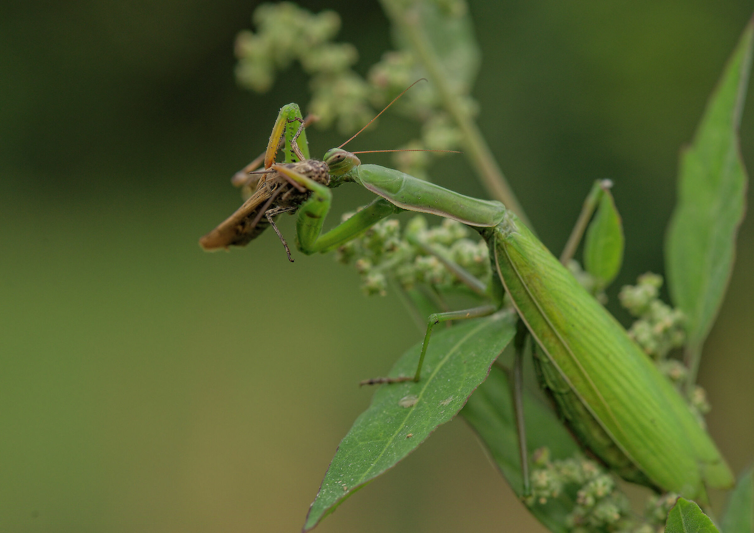 Religious mantis