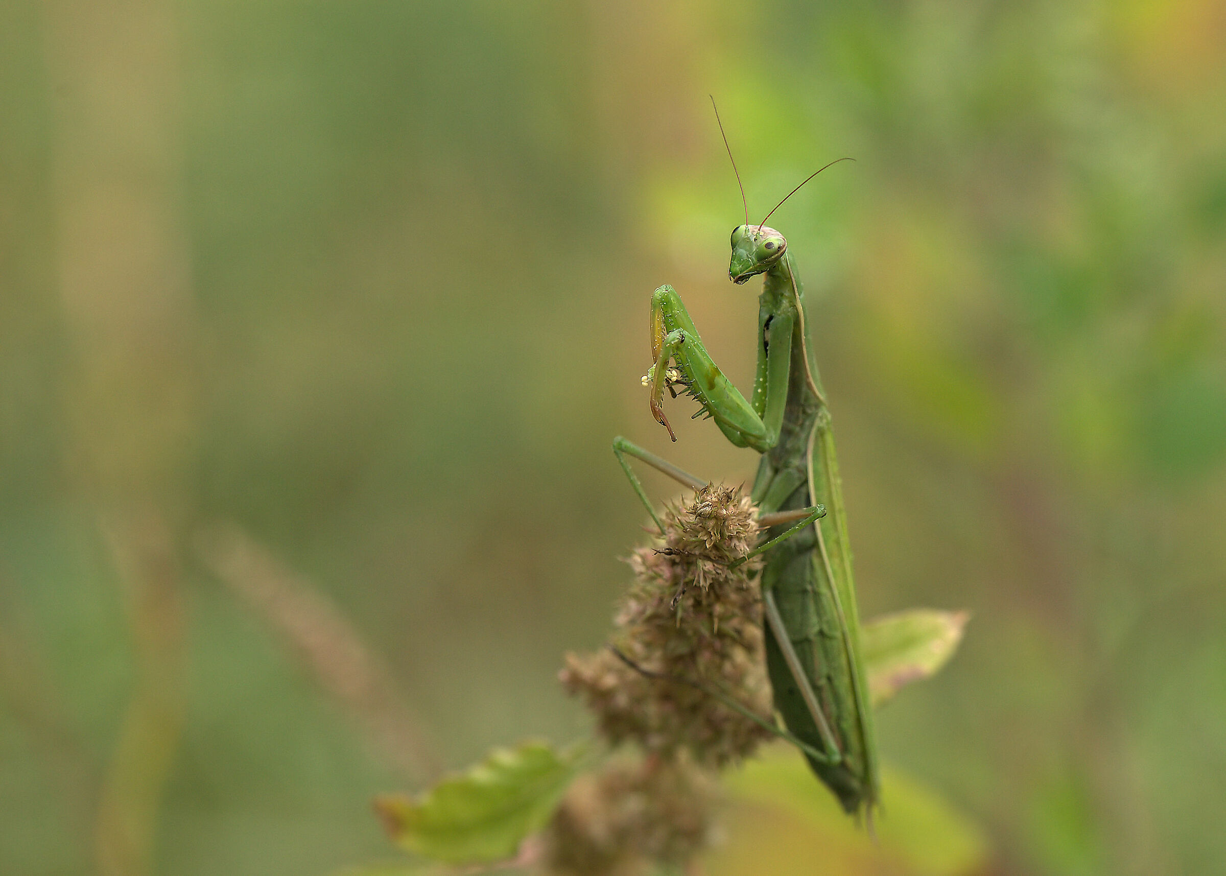 Religious mantis