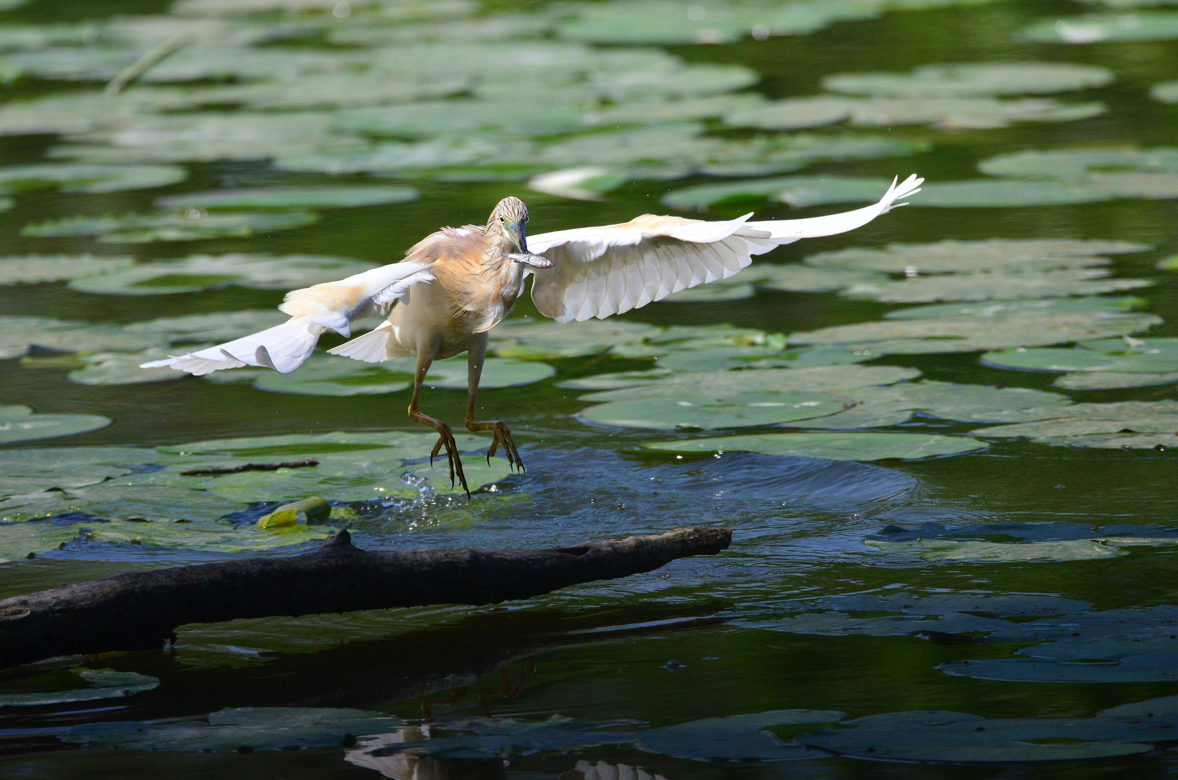 Sgarza Tuft with prey