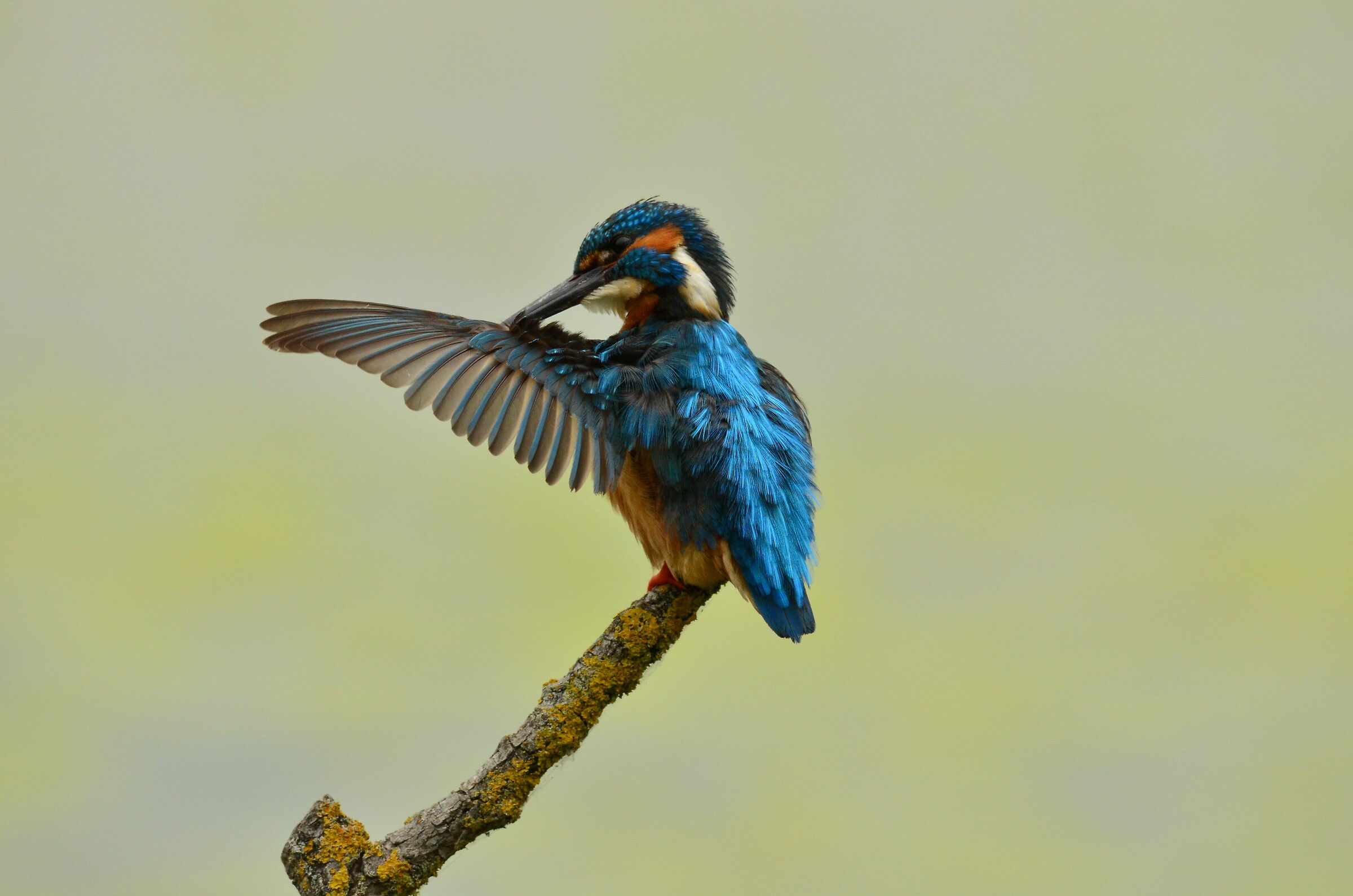 Kingfisher