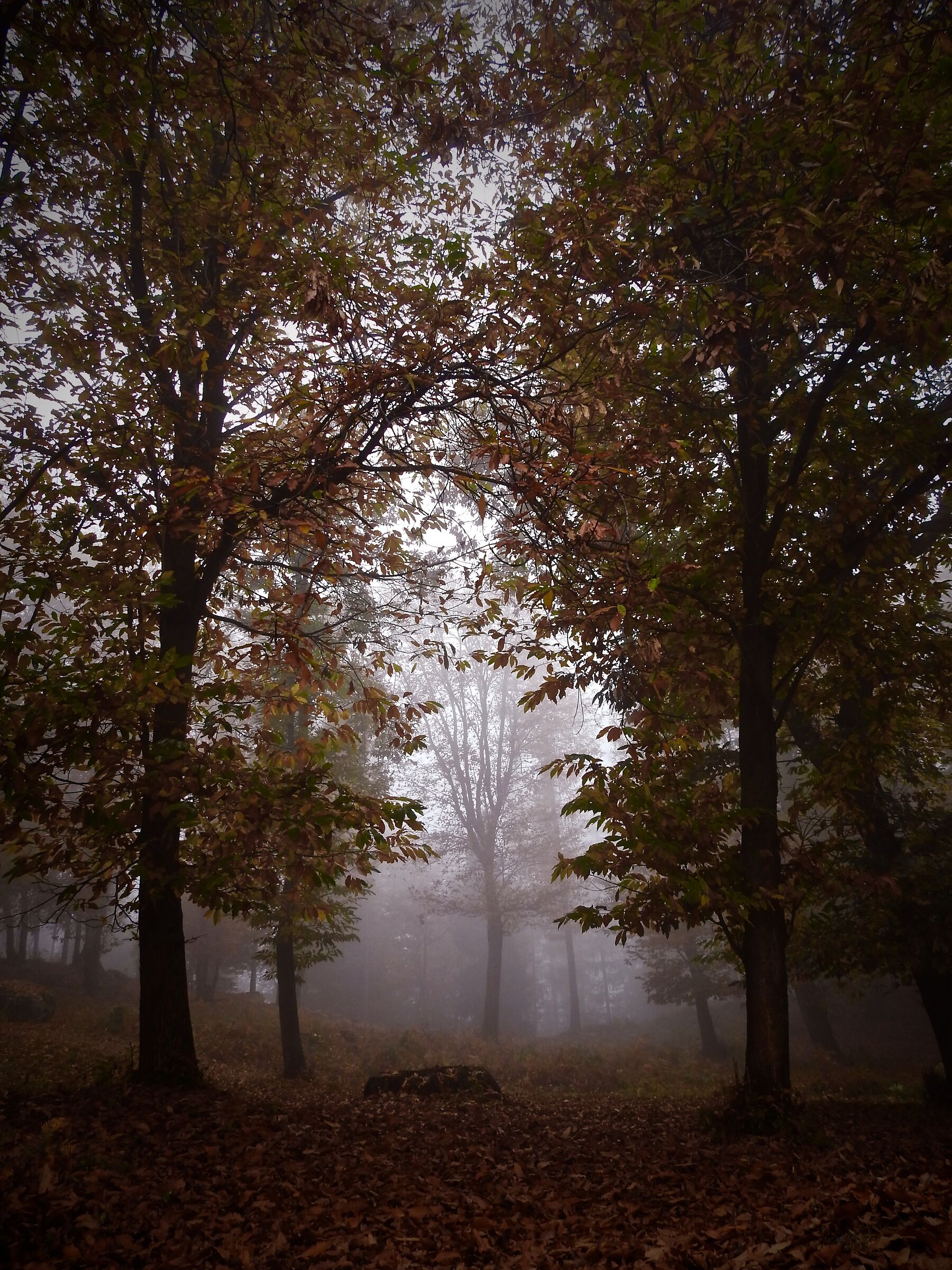 Autumn Colors (Crezzo', Como)