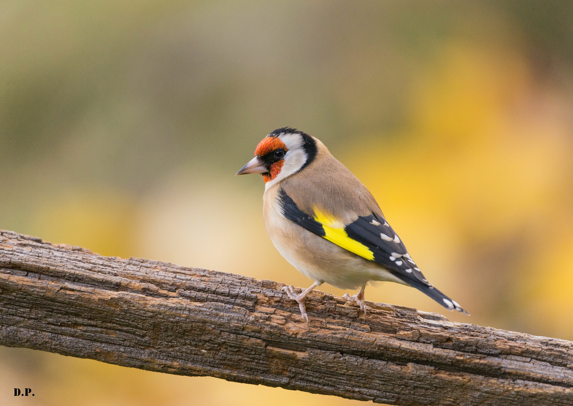 Goldfinch
