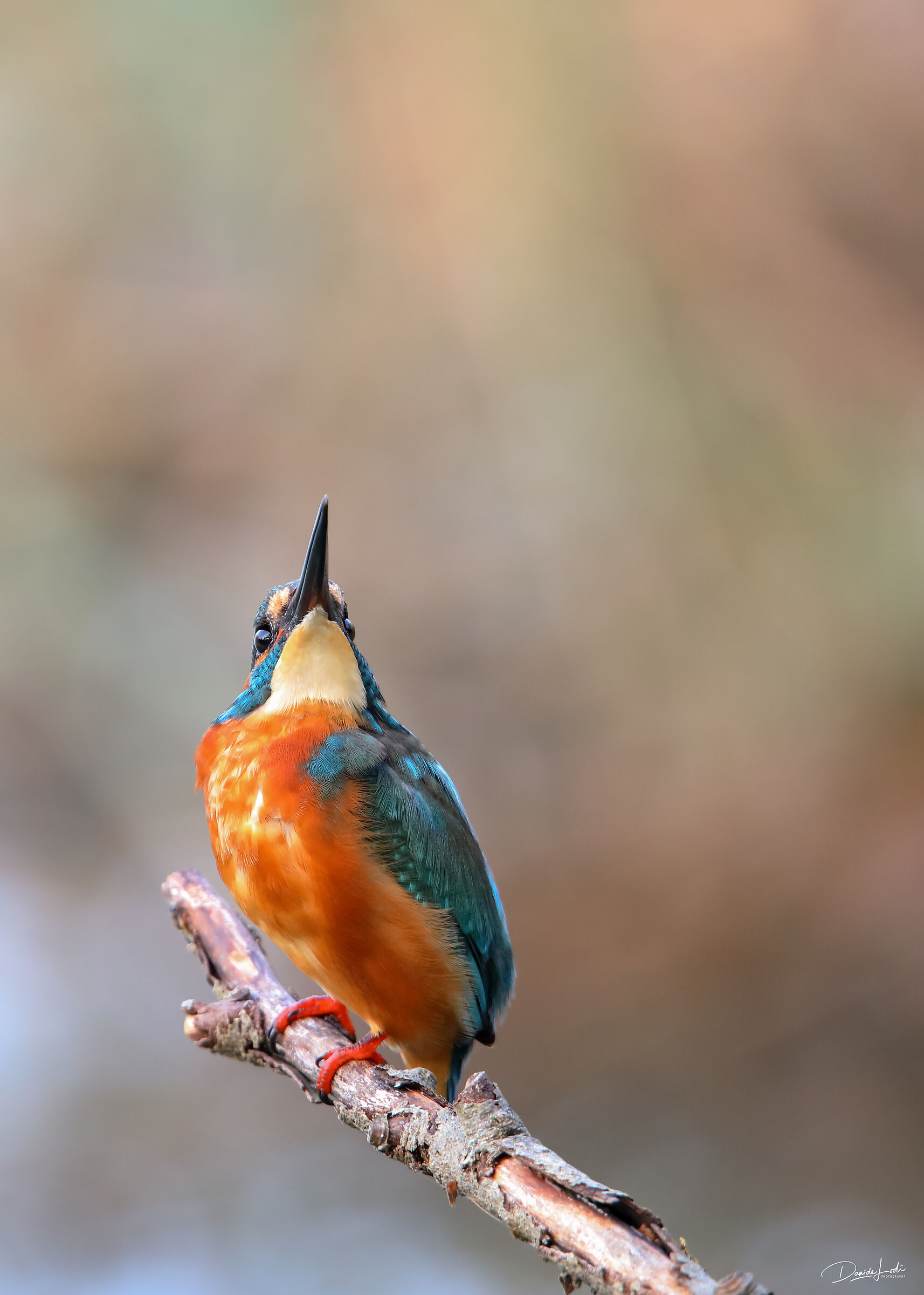 Attimi di allerta per Martin