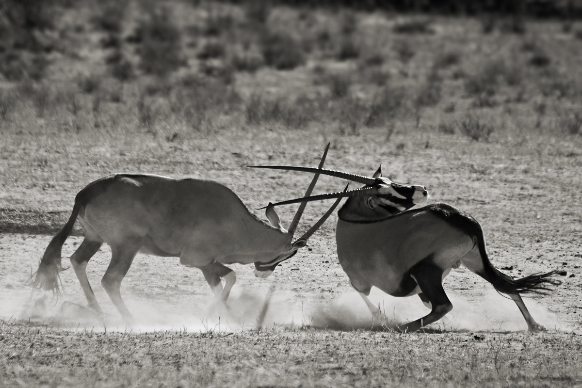 Colpo di fioretto - Kalahari desert, South Africa