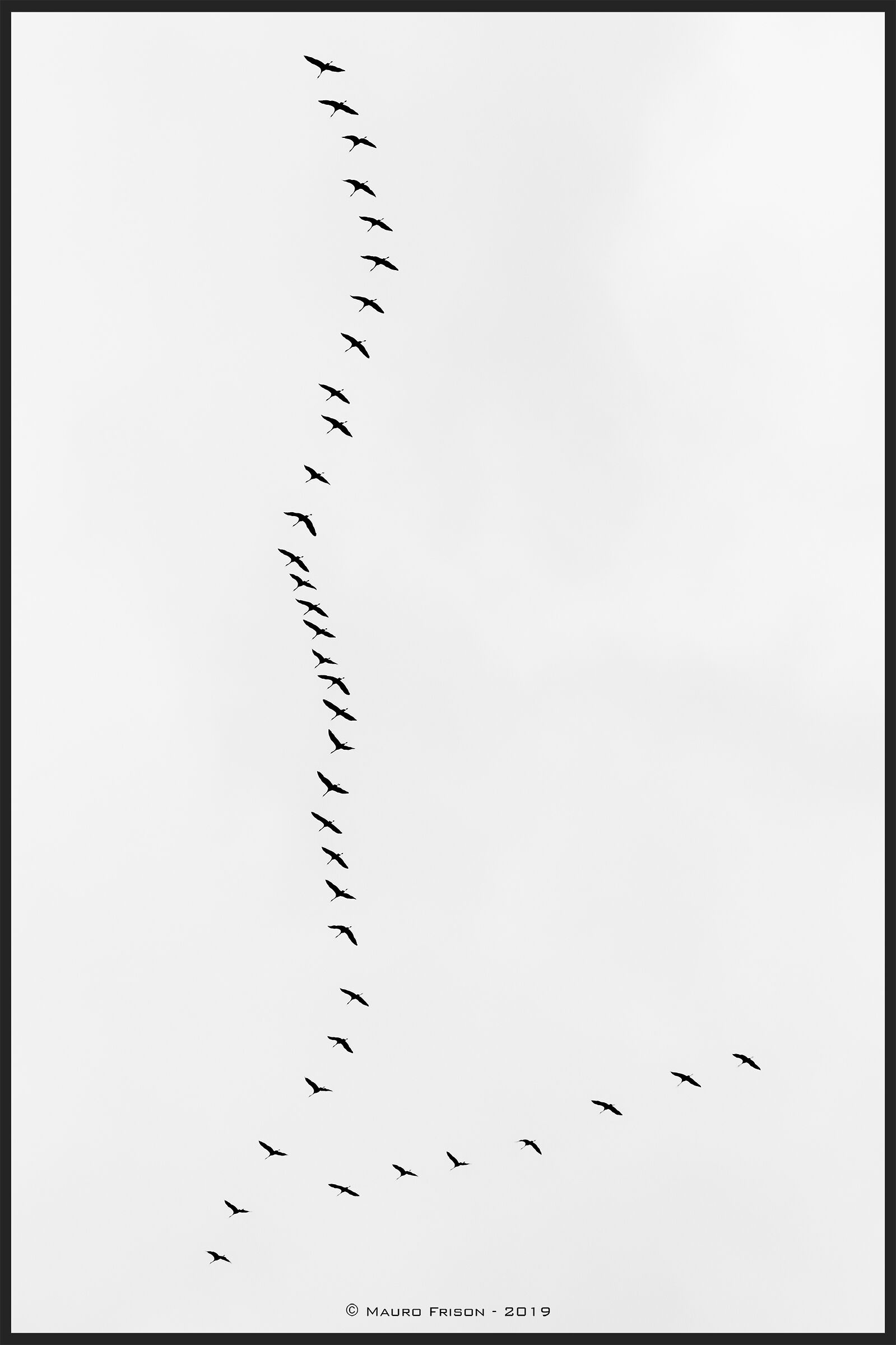 Gru o Cicogne in migrazione