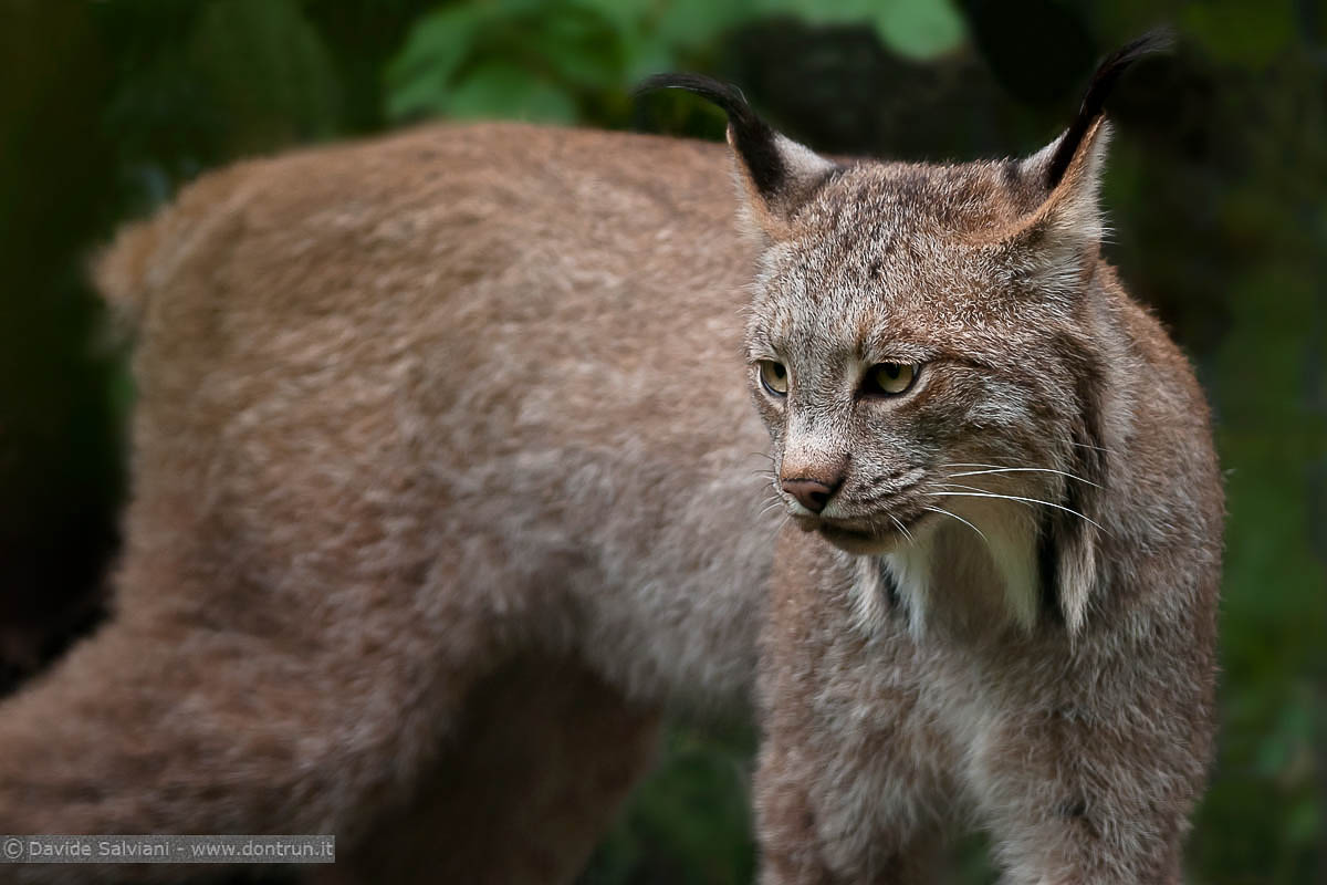 Lynx Canadensis (in libertà) - Denali NP, Alaska