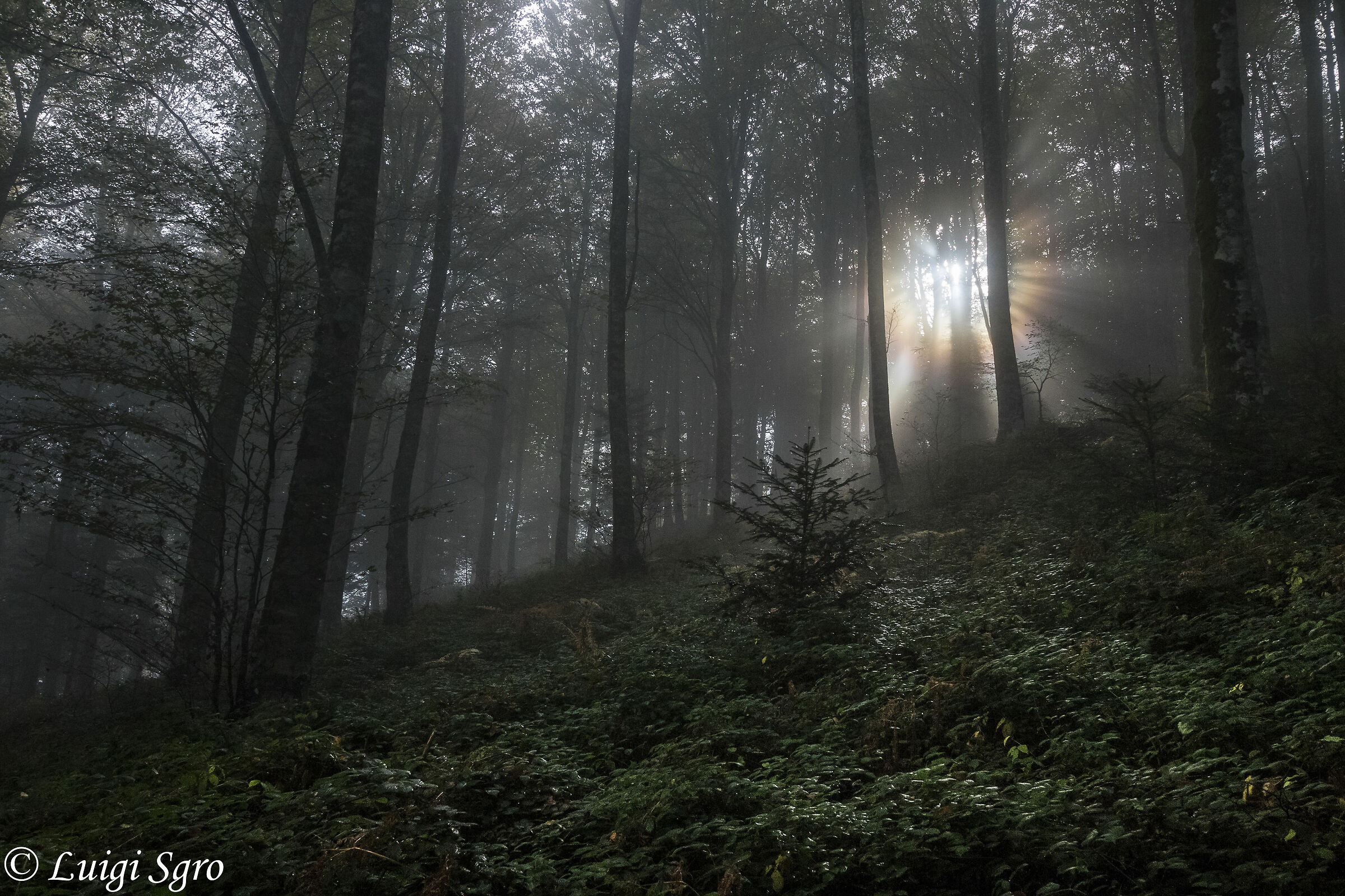 I raggi filtrati dalla nebbia