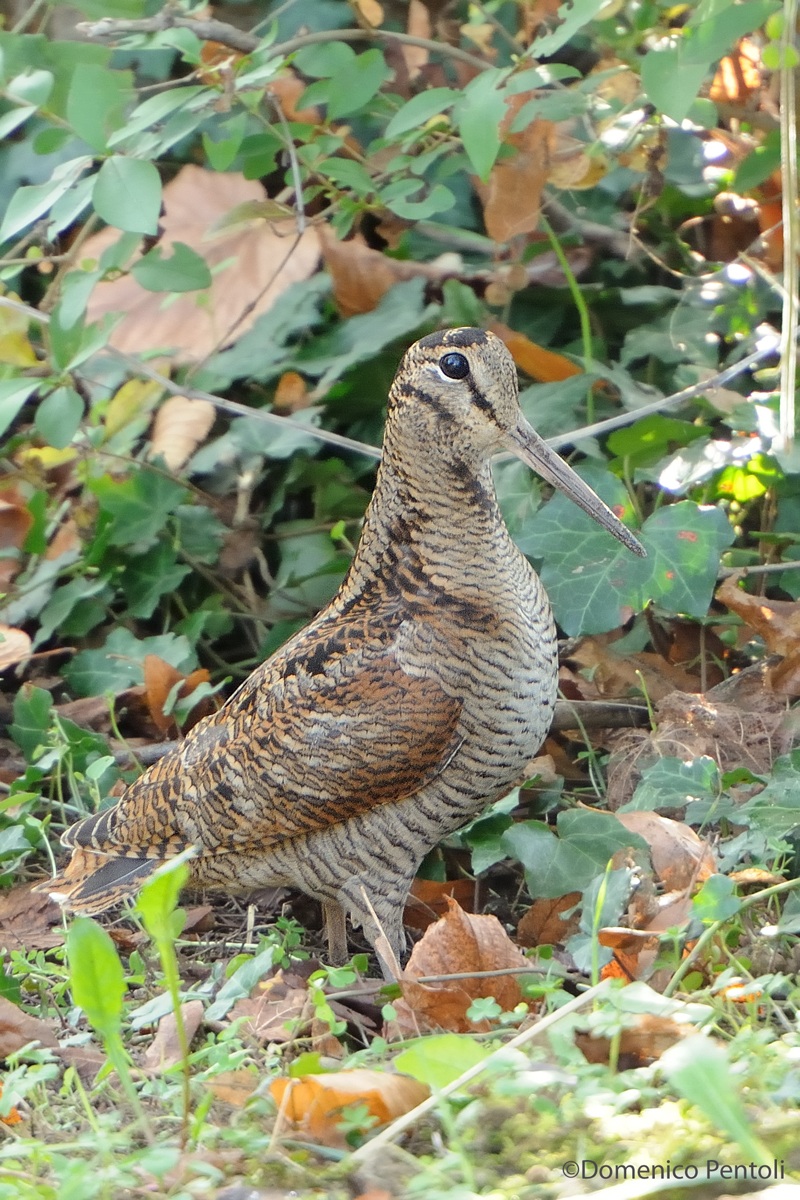 Beccaccia...La Regina del Bosco