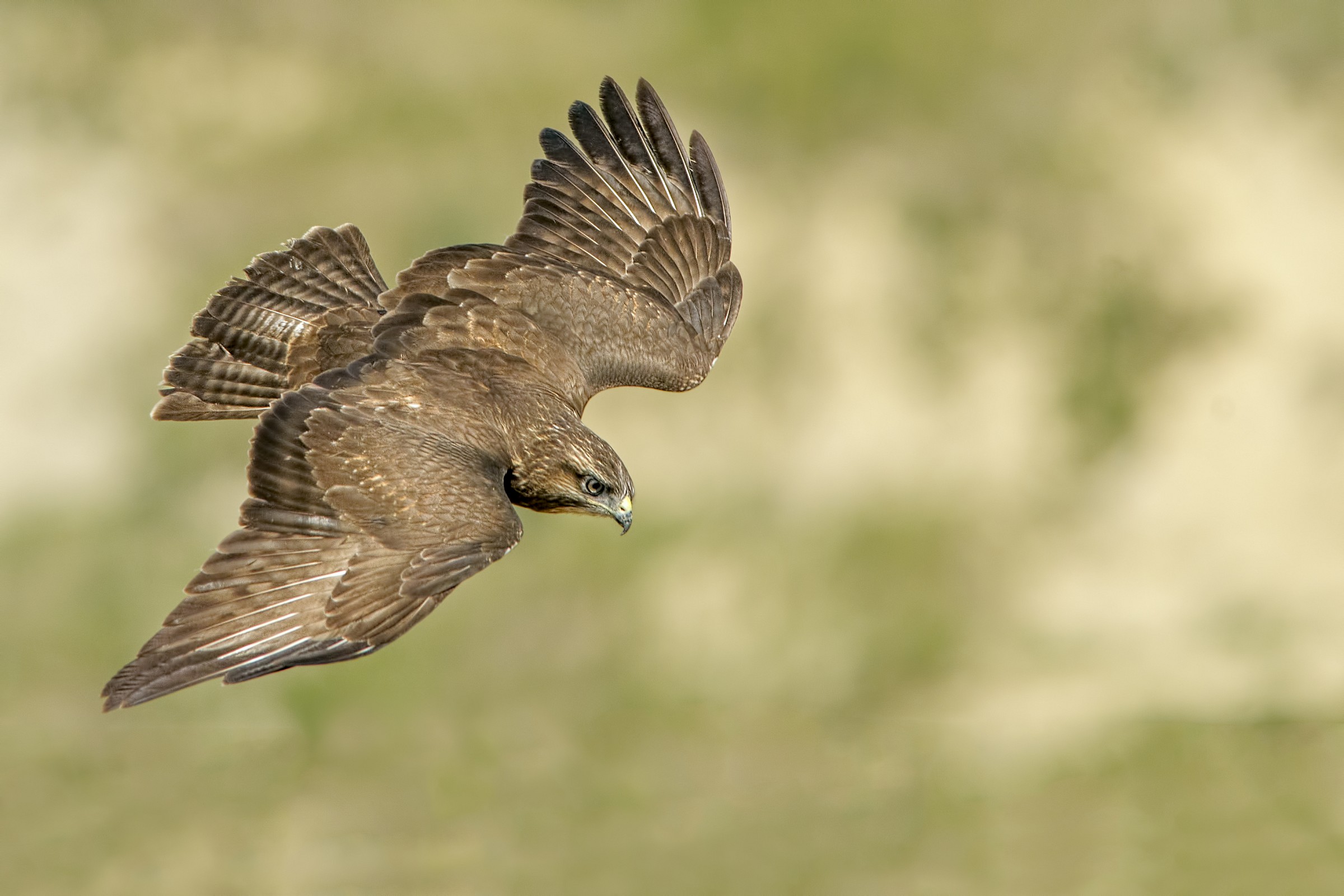 Common Buzzard (Buteo buteo)