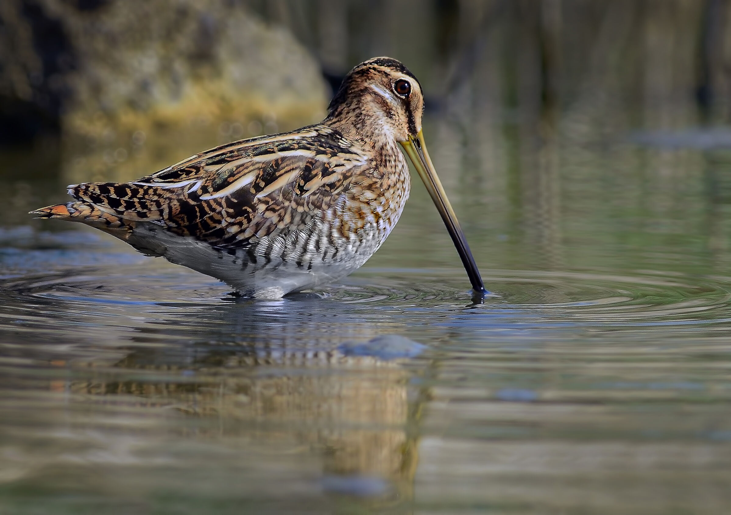Snipe