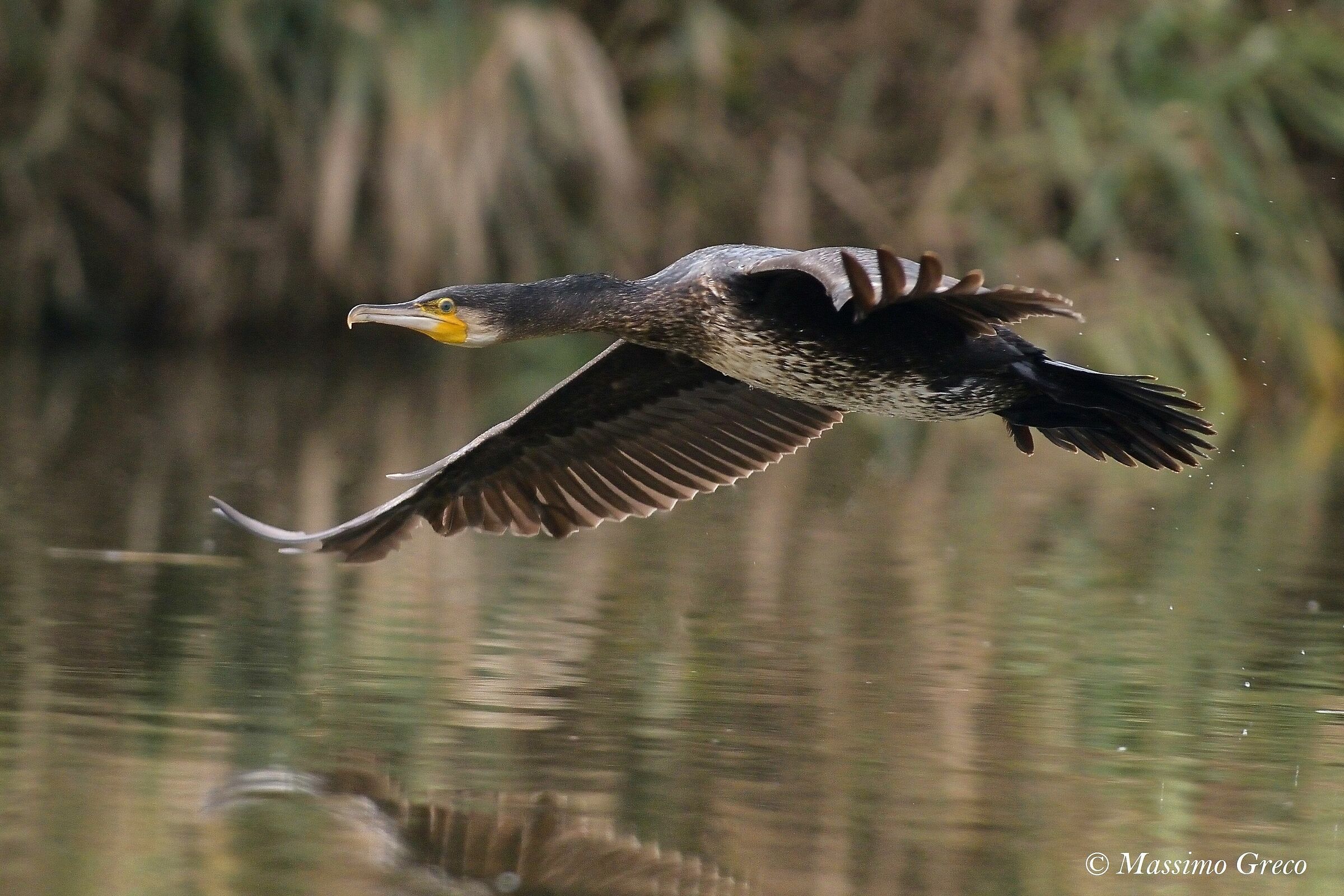 Cormoran (Phalacrocorax carbo)