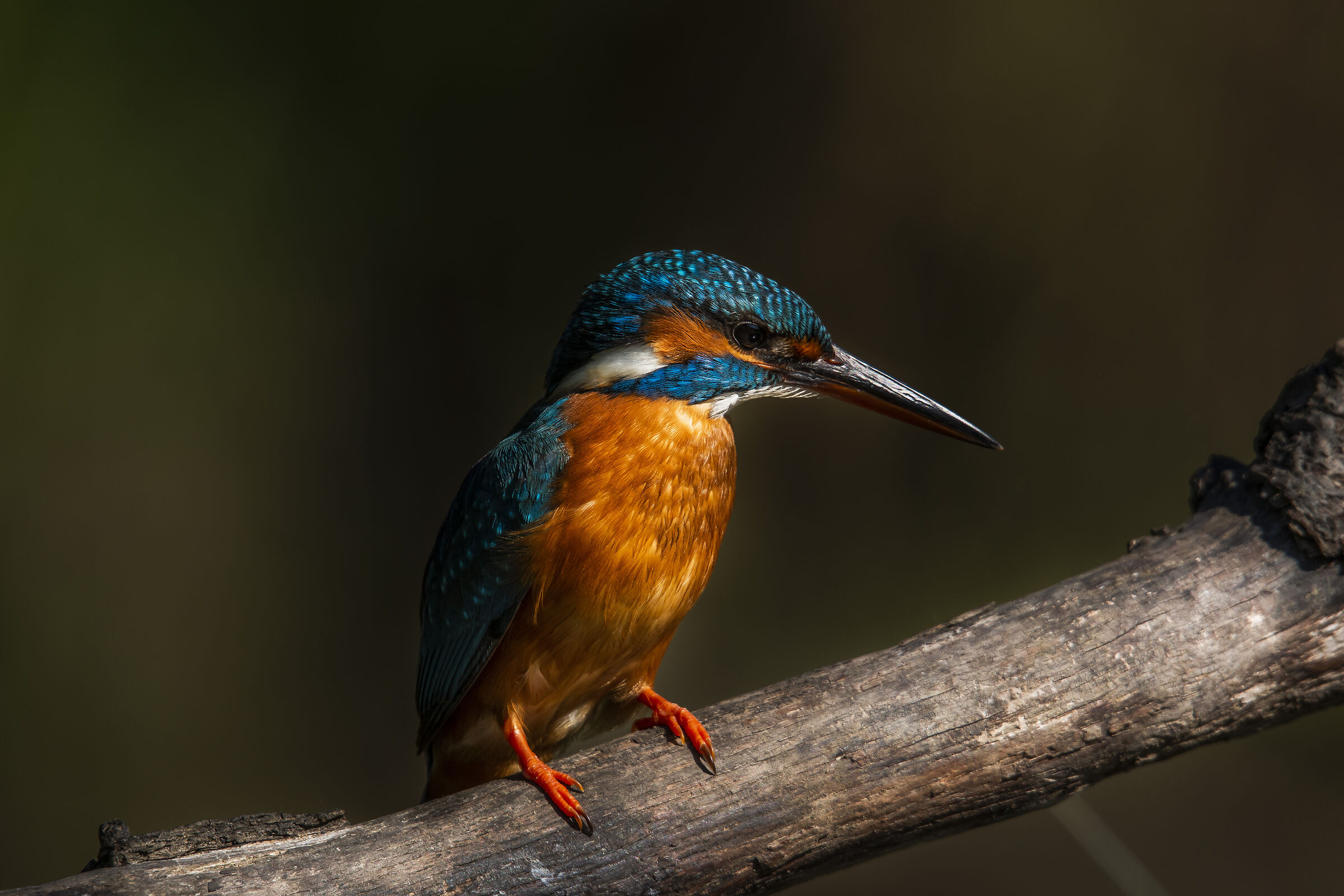 The king fisher