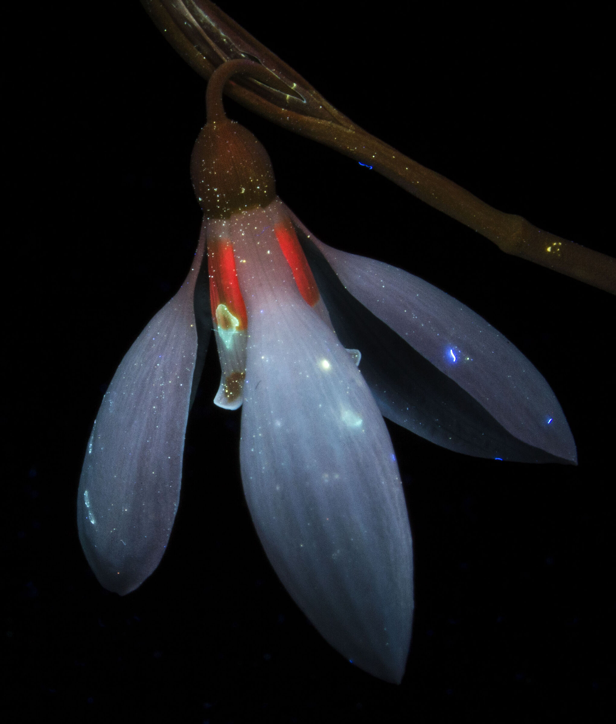 The Invisible Beauty of an Ordinary Snowdrop