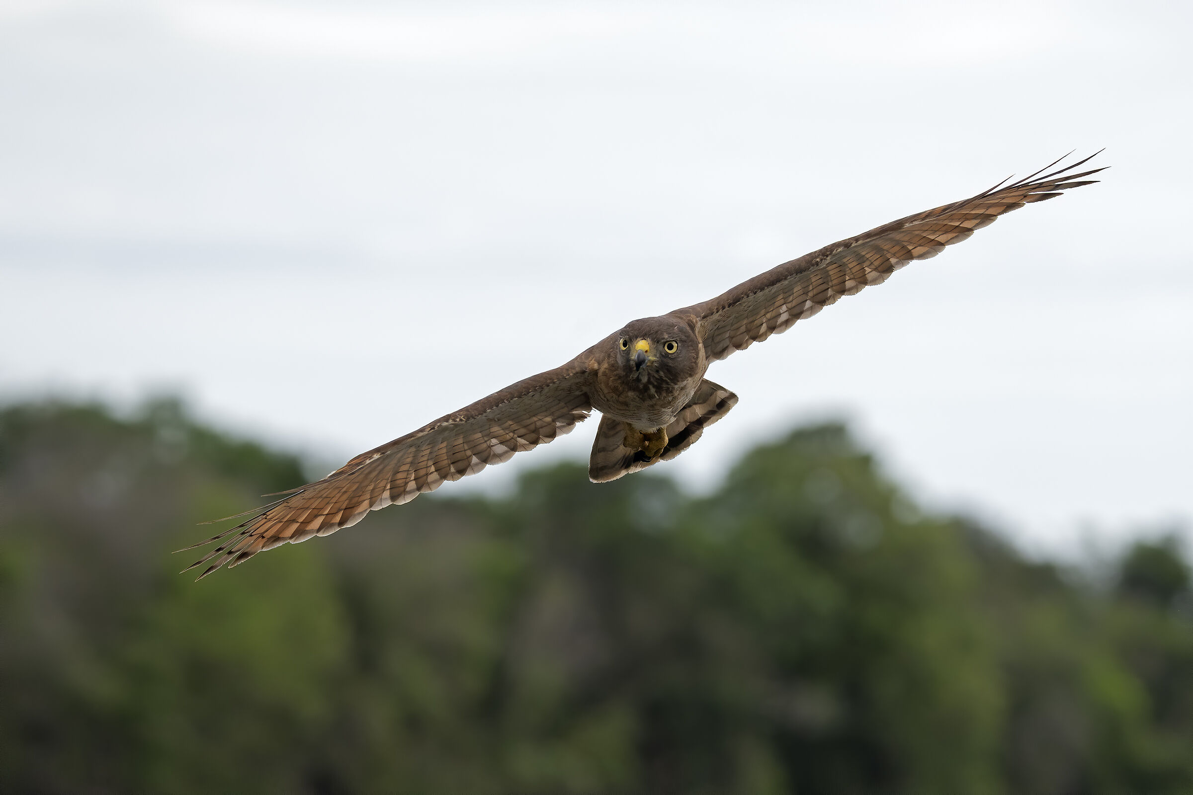 Poiana delle strade.