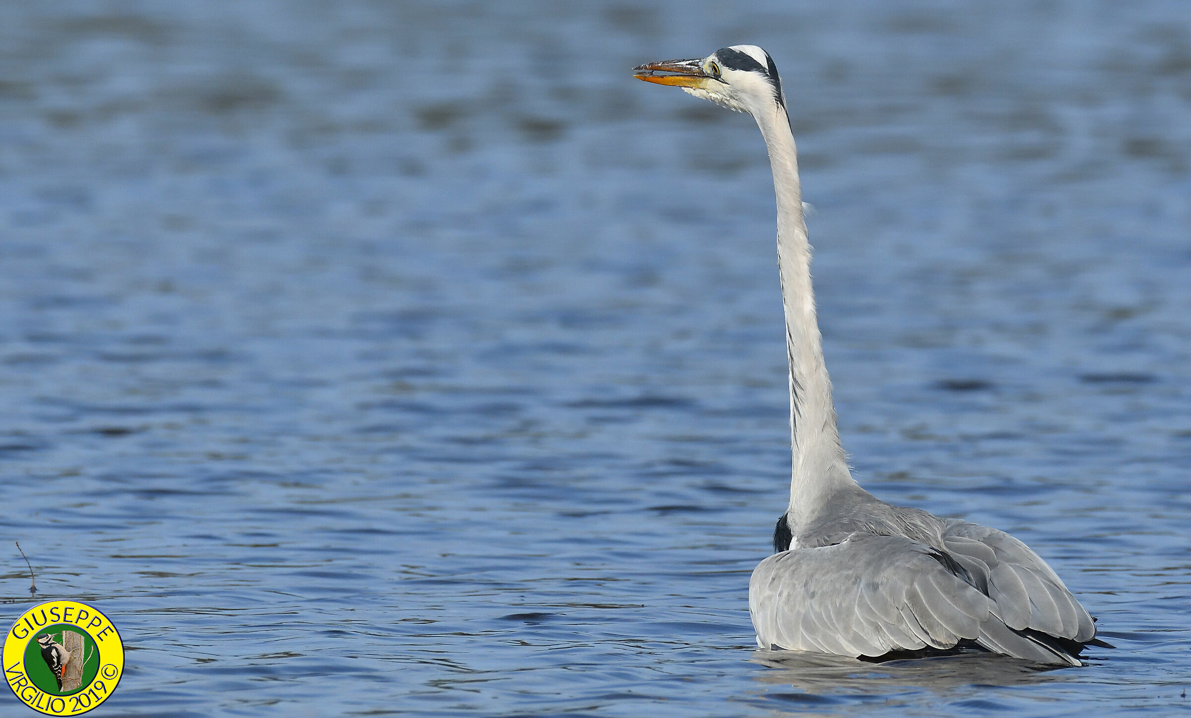 Ashes heron - Ardea Cinerea (Sardegna)
