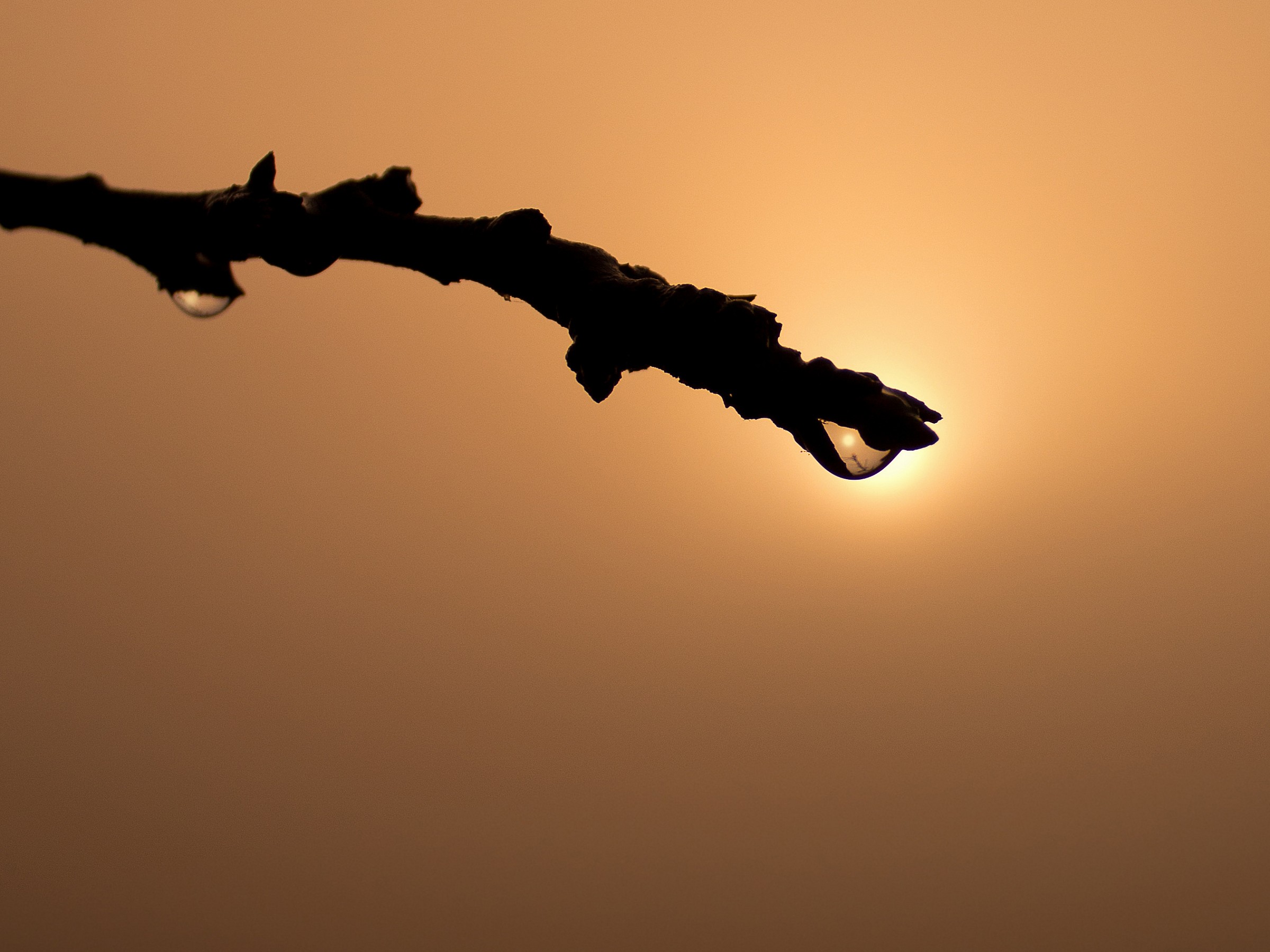 Rugiada nella nebbia