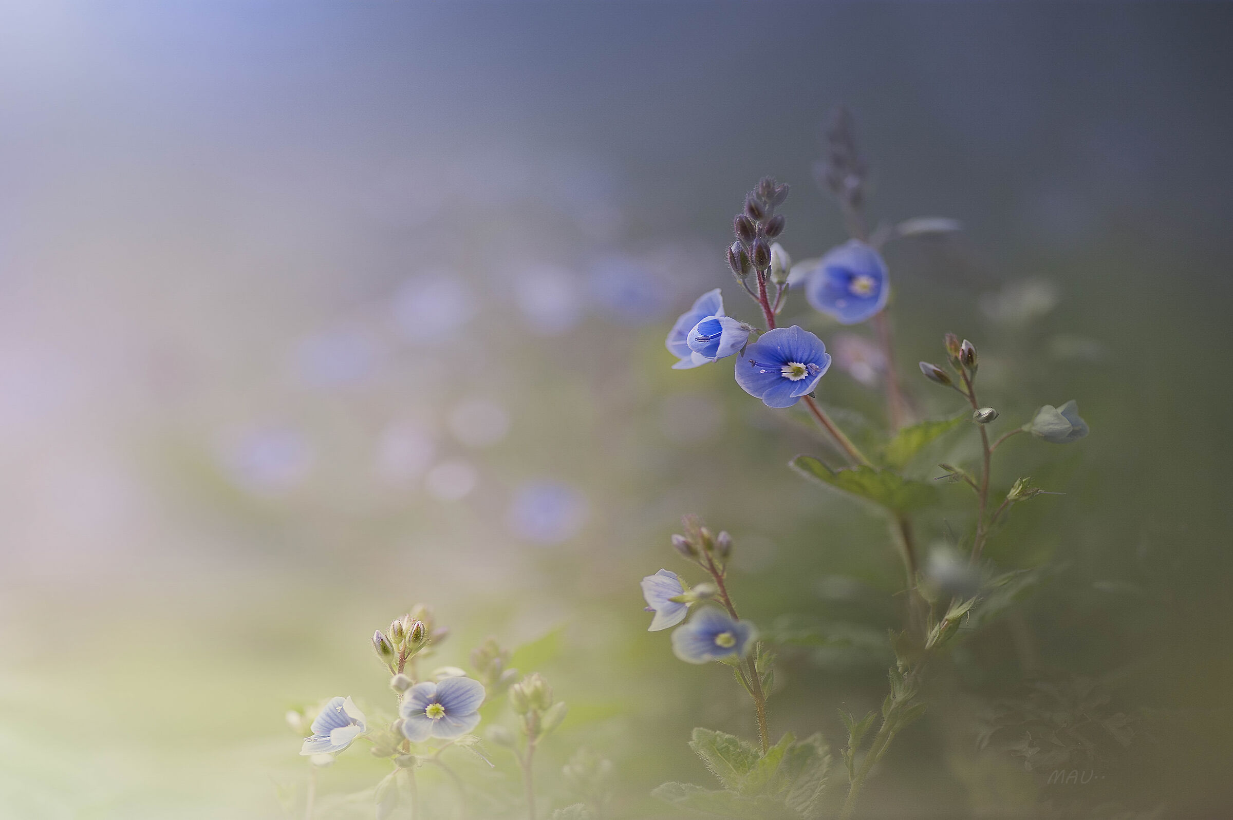 Veronica chamaedrys,