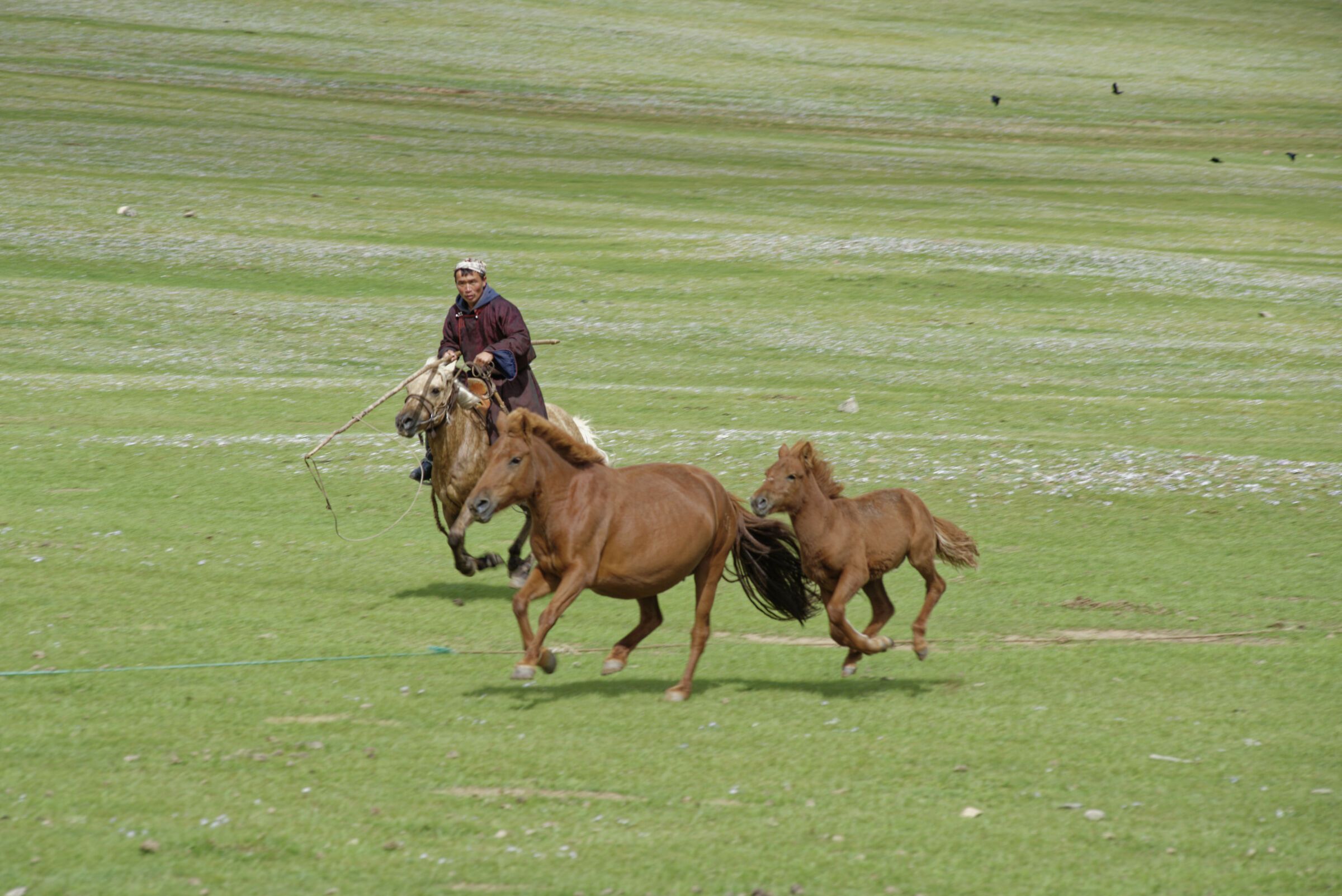 Mongolia catching horses