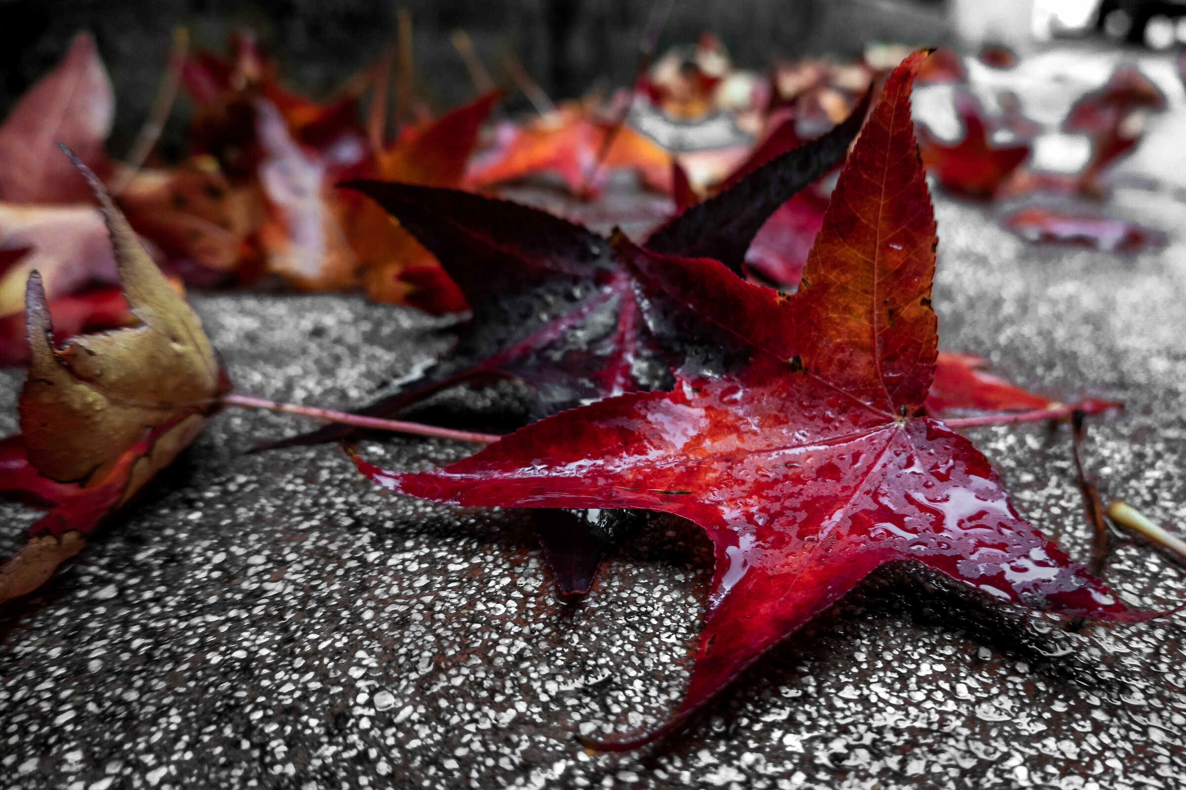 Autumn, In