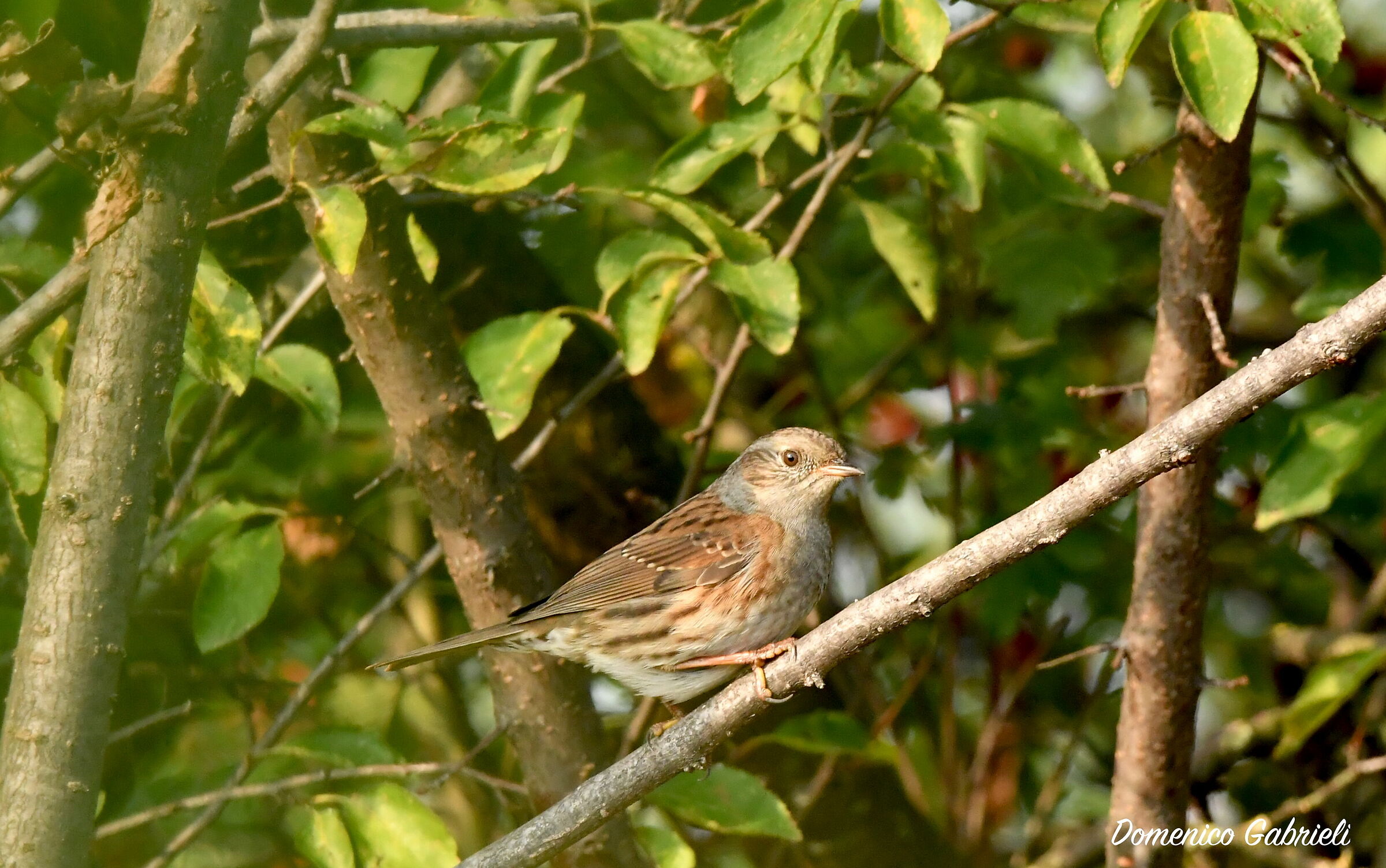 sparrow scopaiola