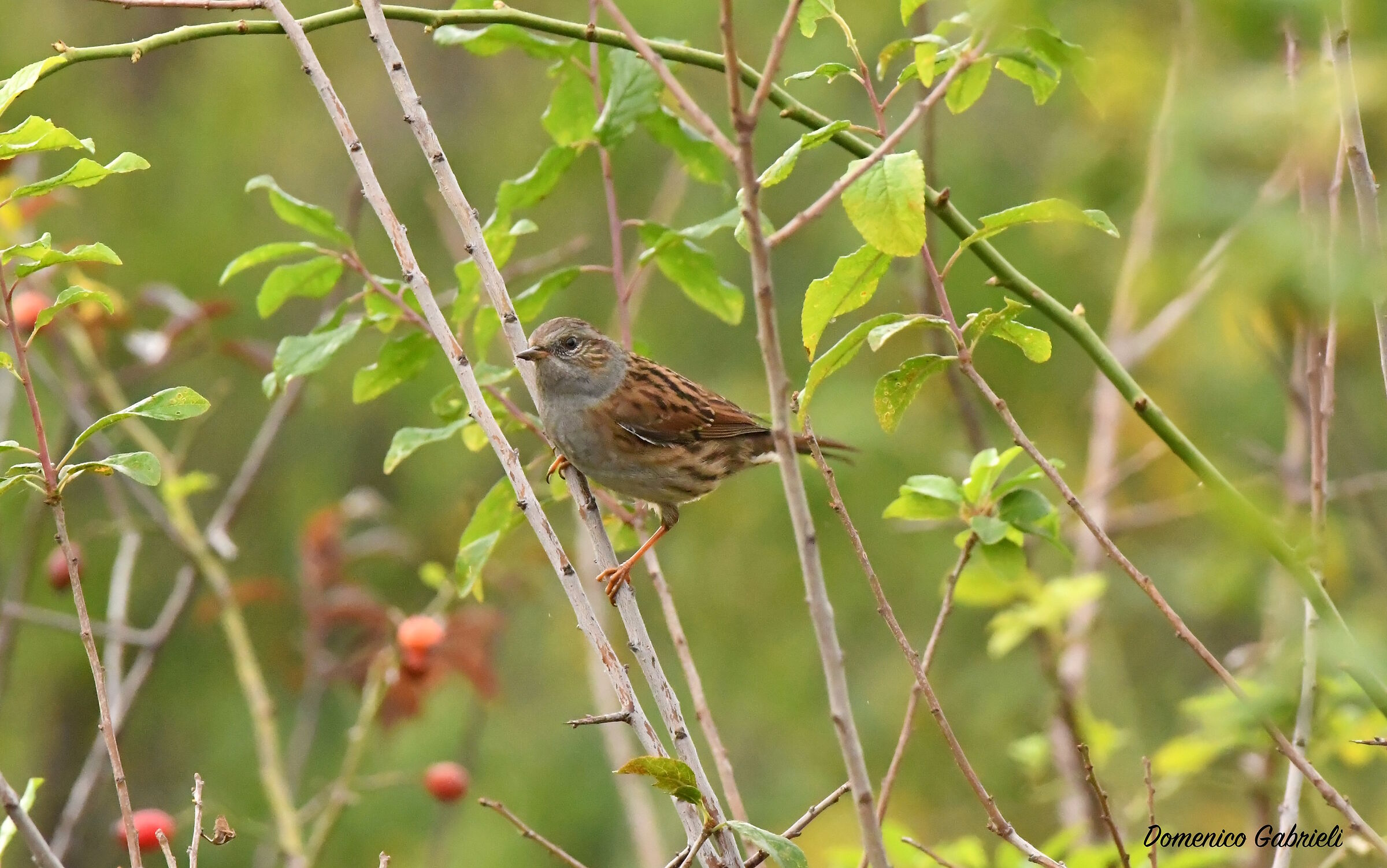 sparrow scopaiola