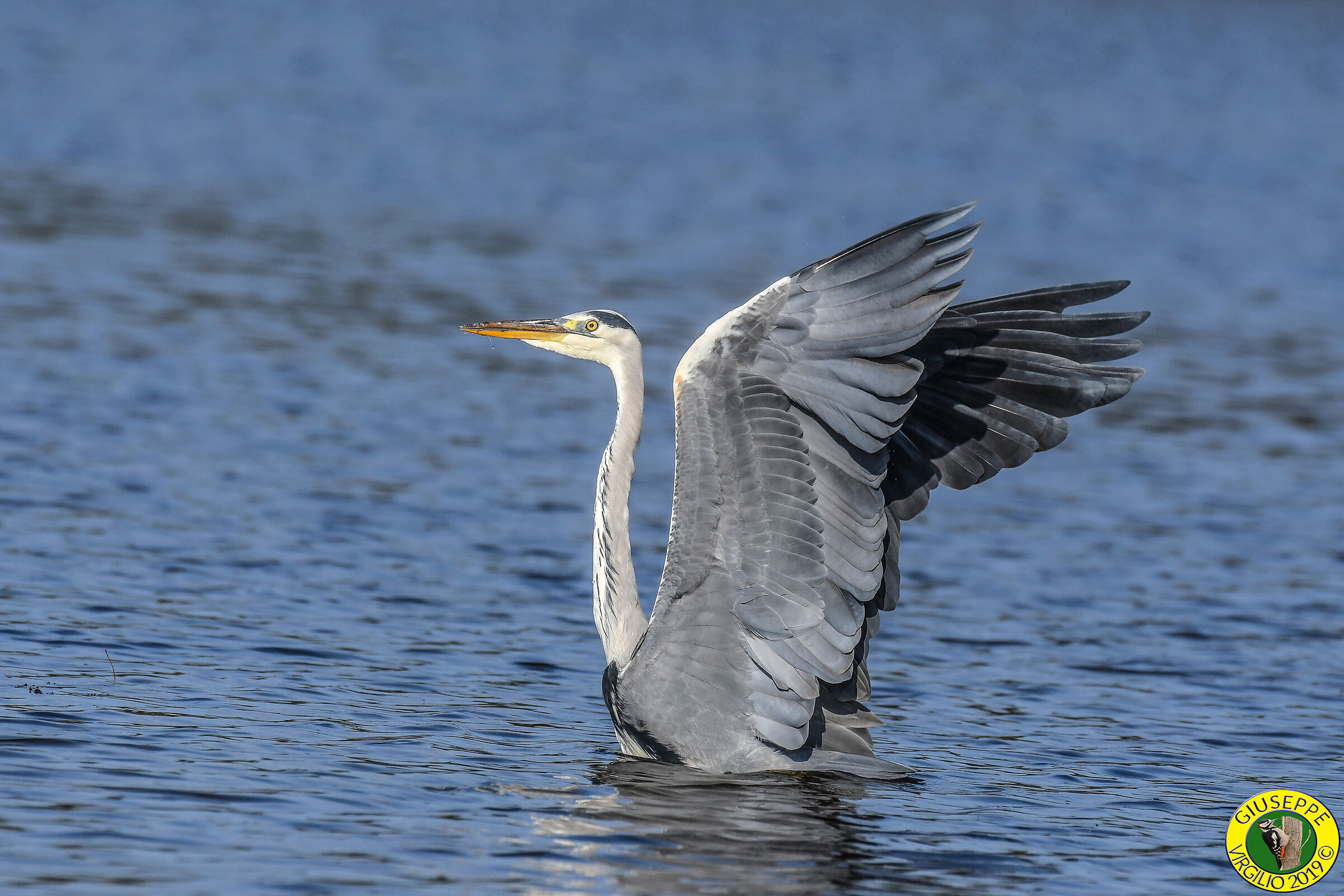 Airone Cenerino - Ardea Cinerea (Sardegna) 2019