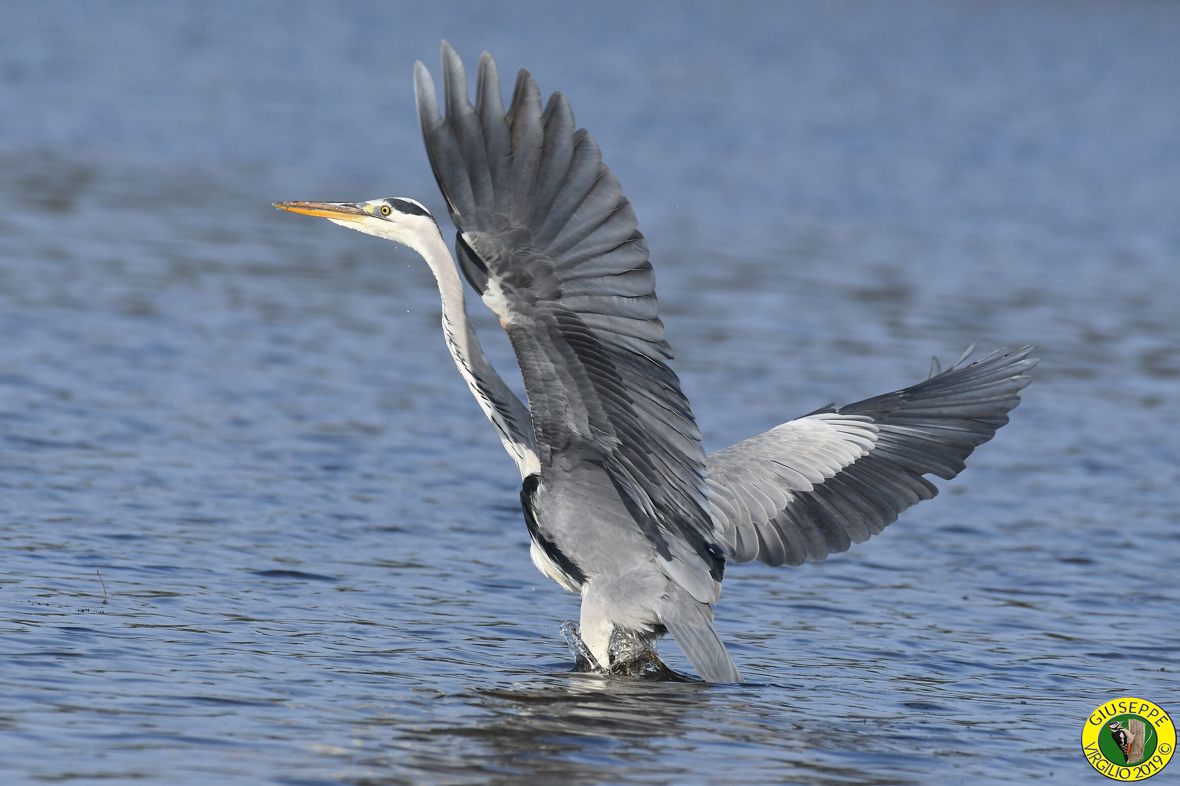 Ashes Airon - Ardea Cinerea (Sardegna) 2919