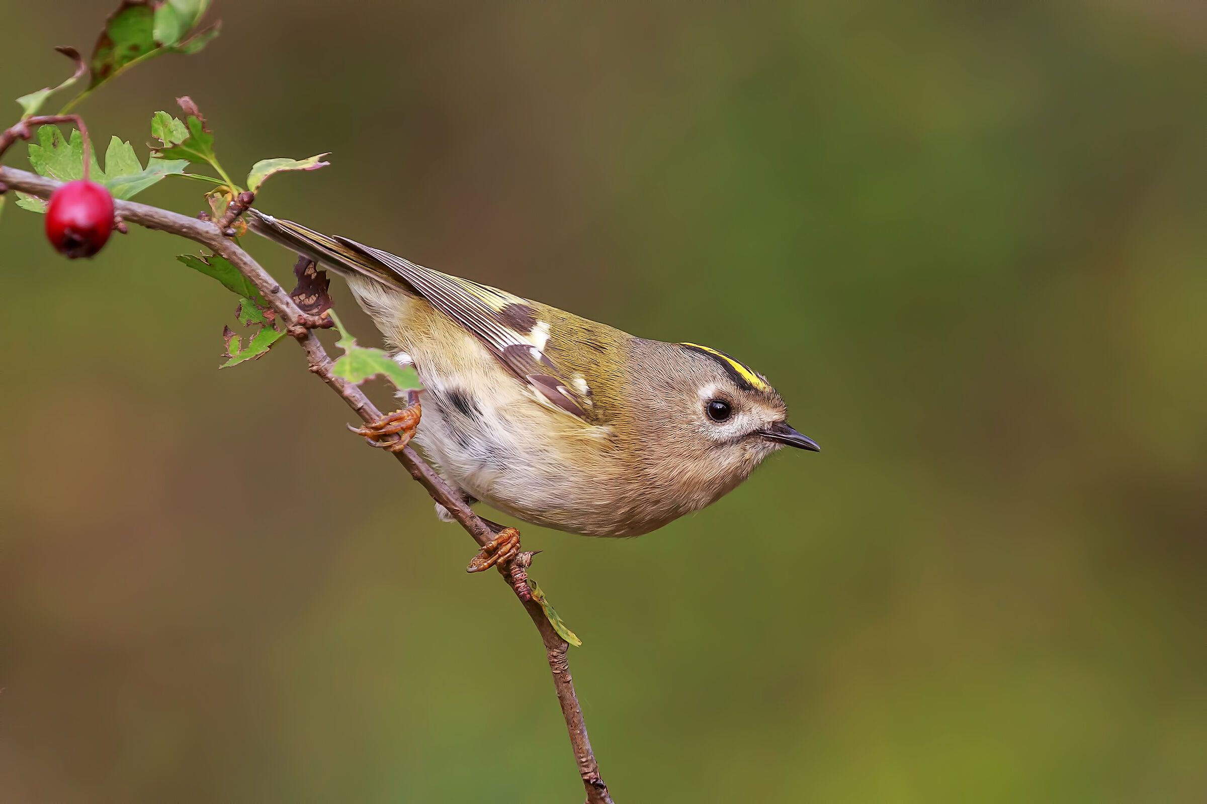 Regolo (Regulus regulus)