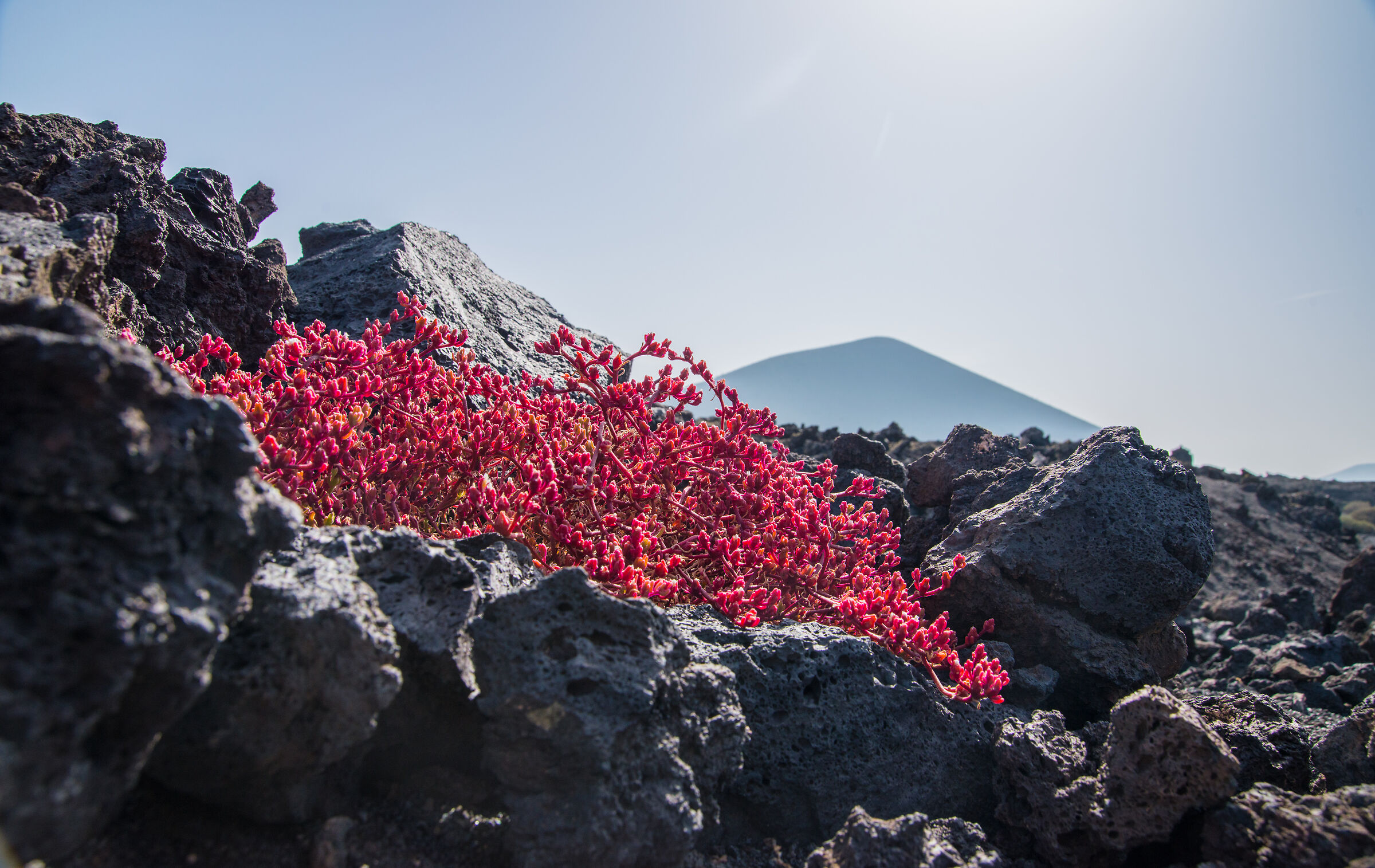 flowers on the lava