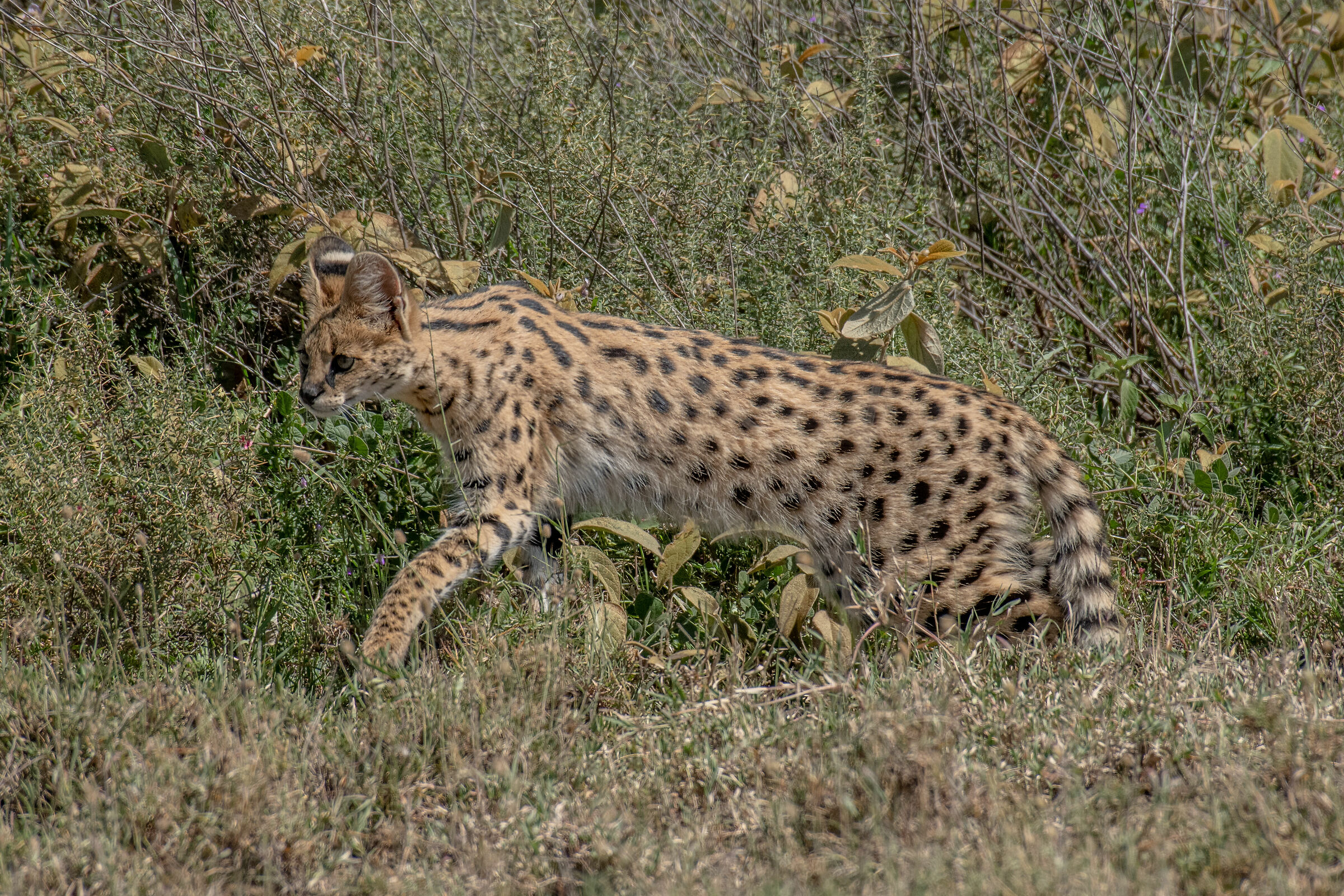 serval