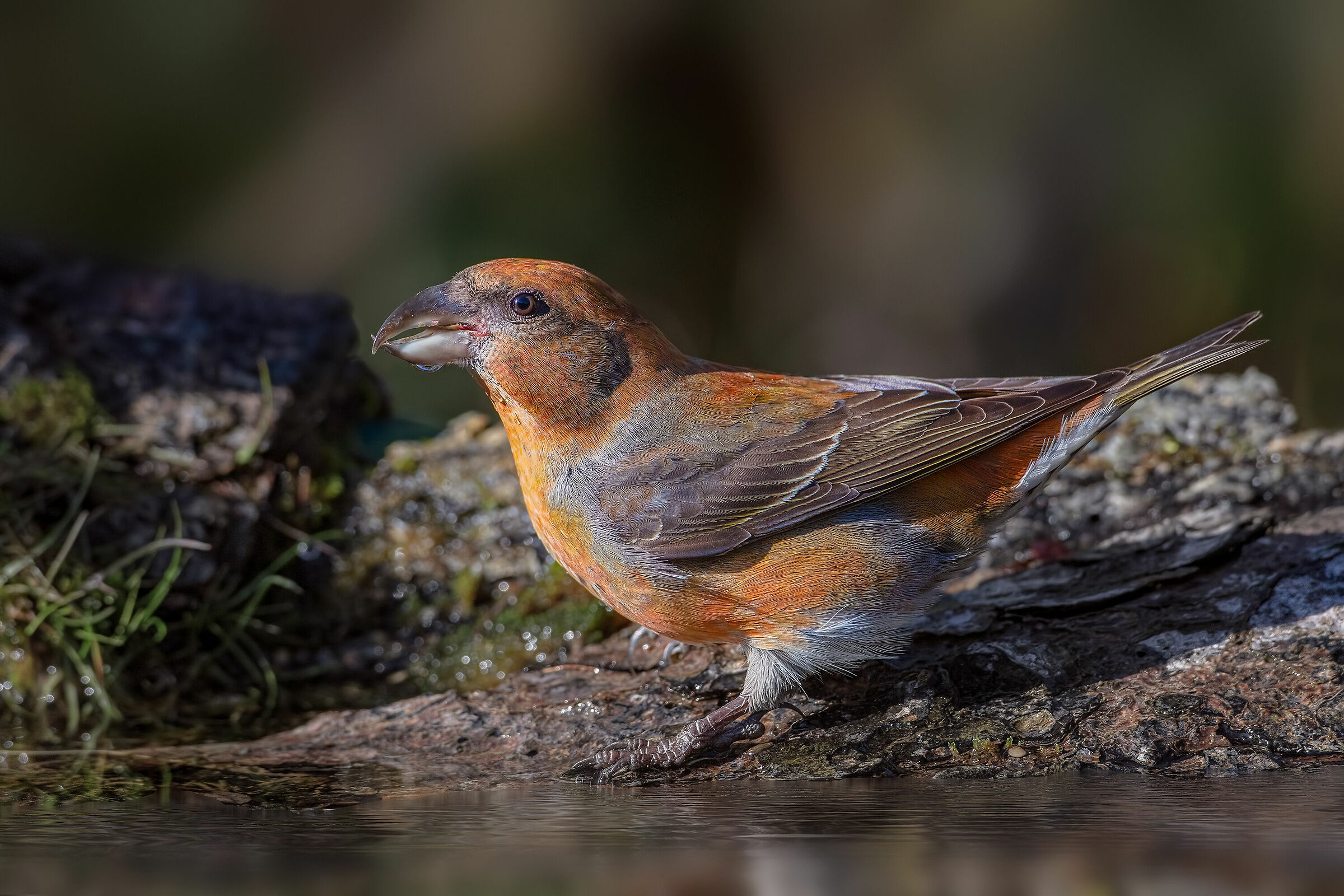 Crociere (Loxia curvirostra)