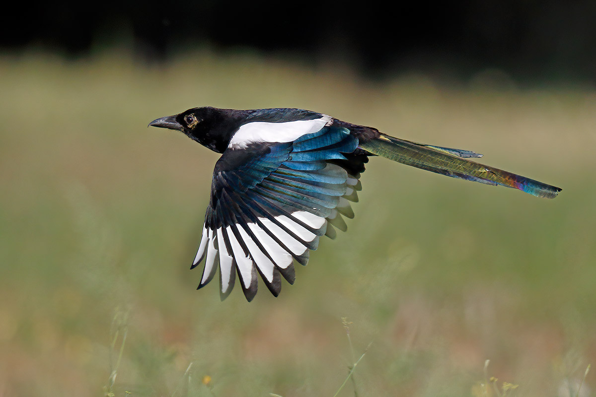 Magpie