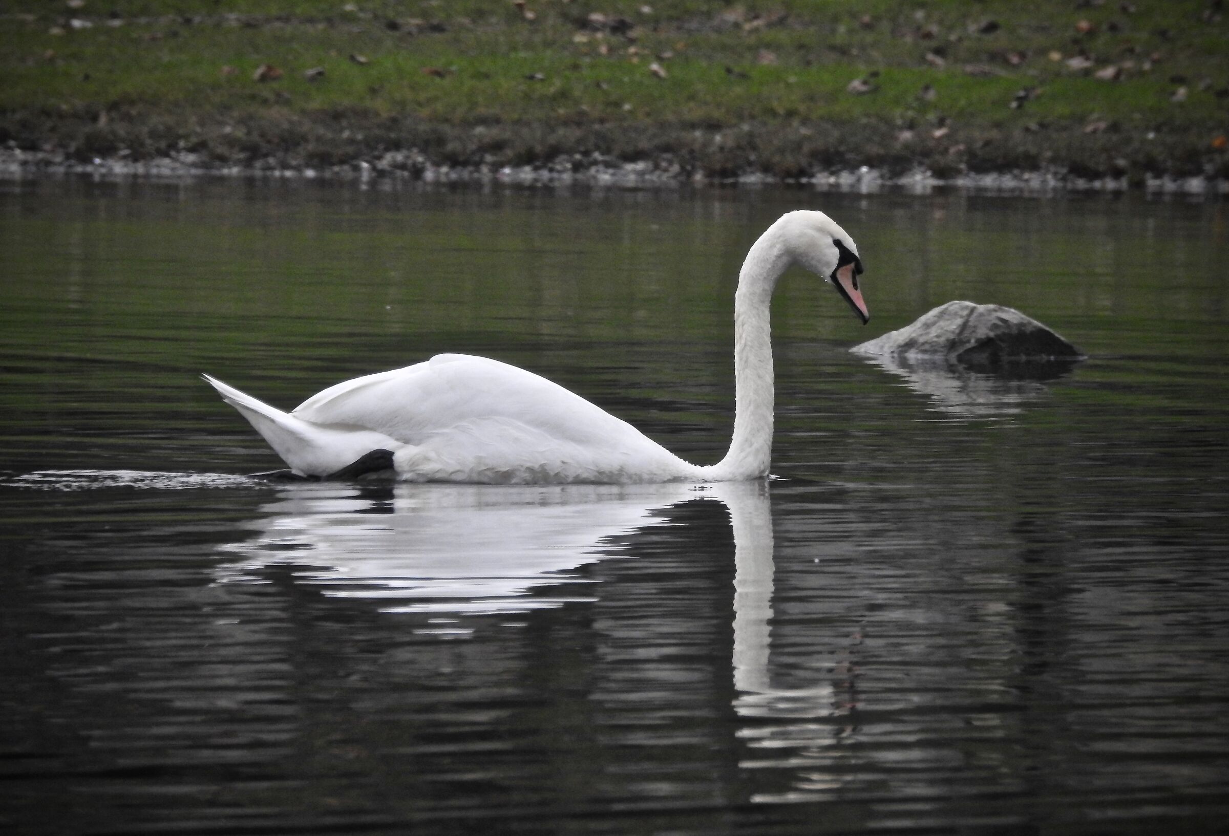 Swan (Pusiano Lake (Co)