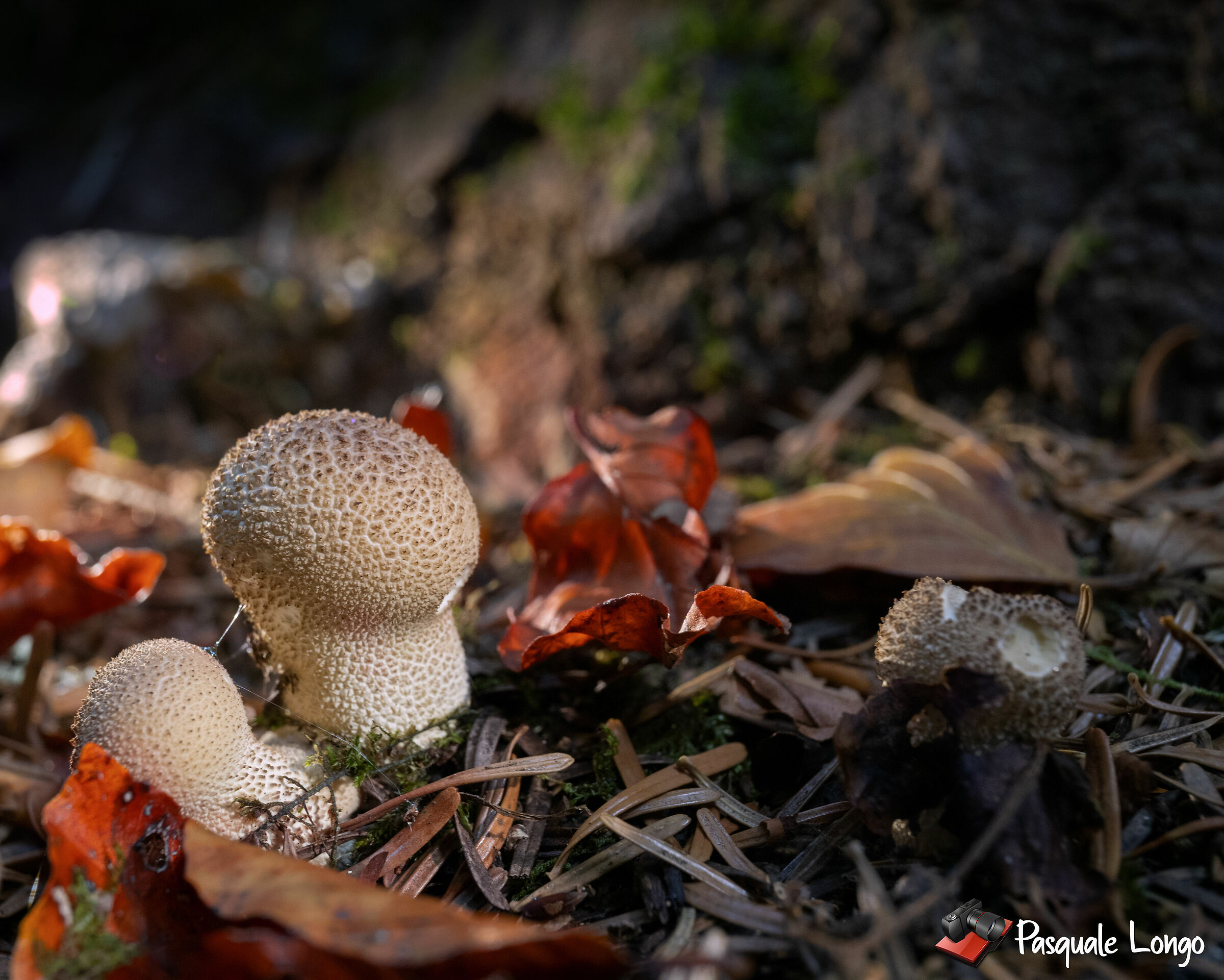 Mushroom in the wood