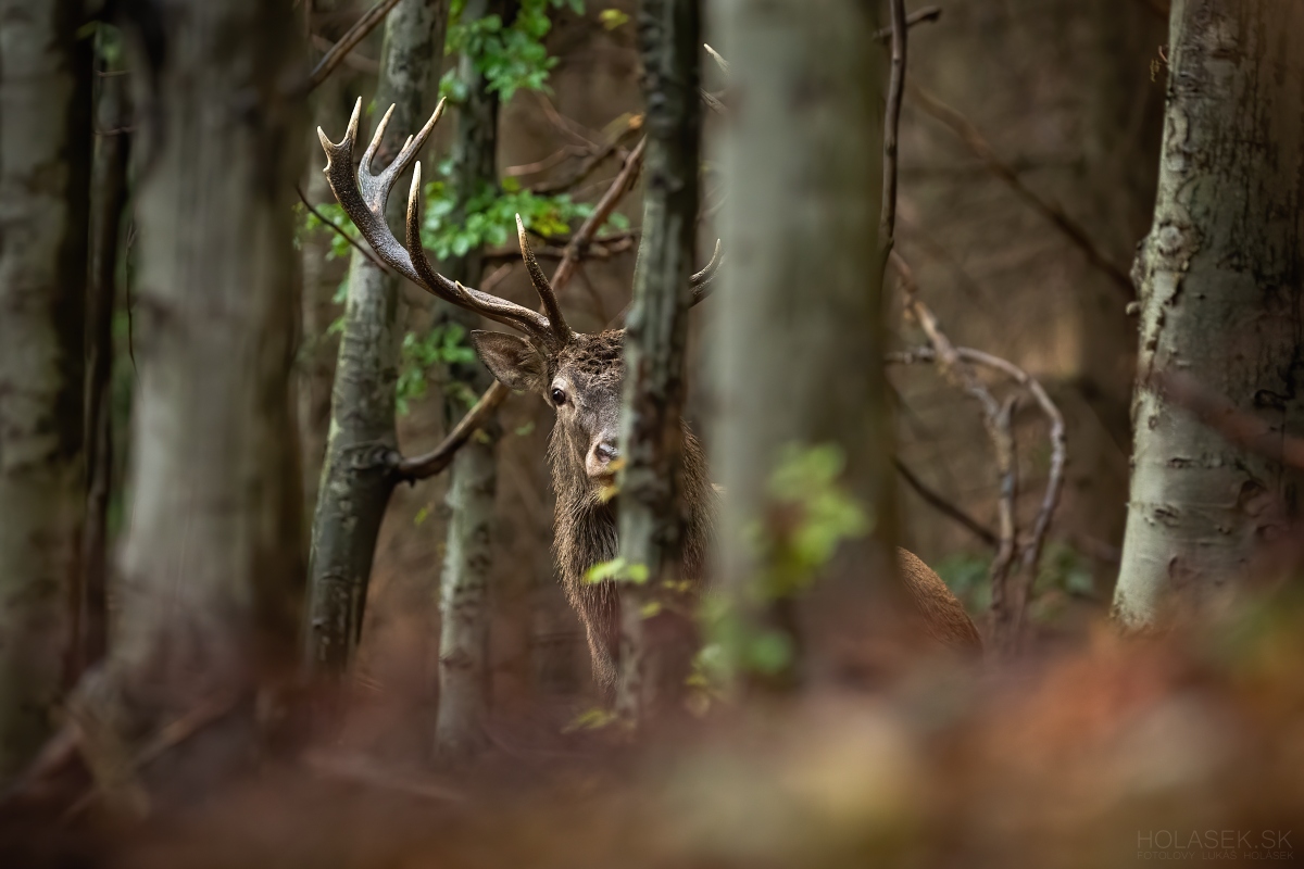 Hidden