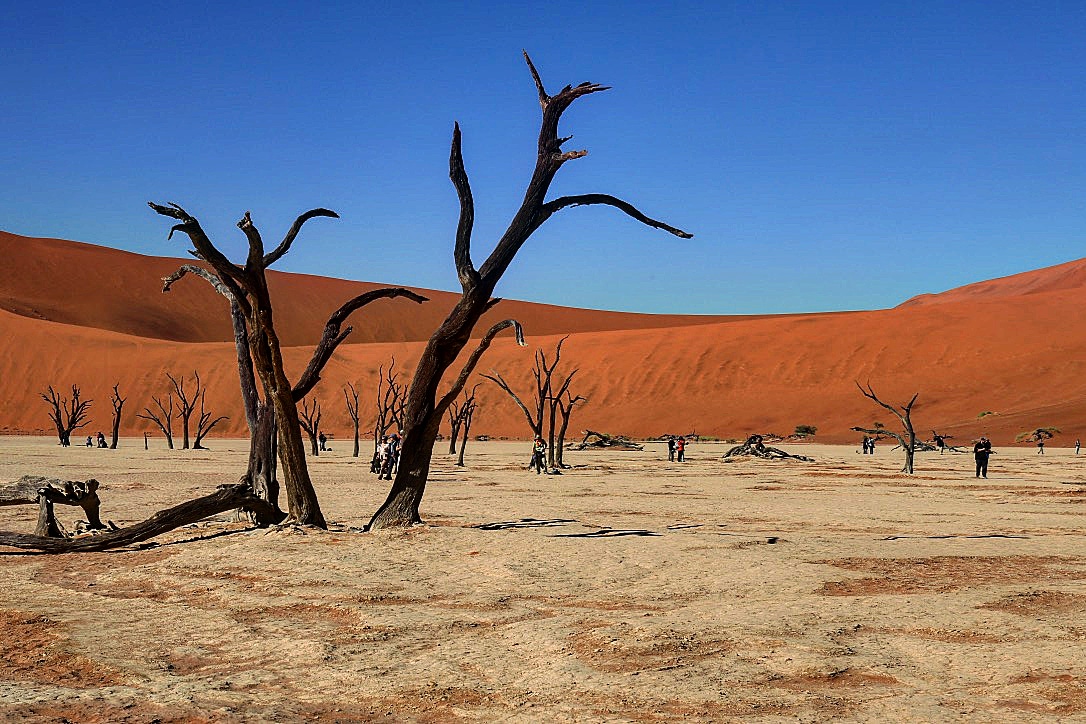 Foresta pietrificata