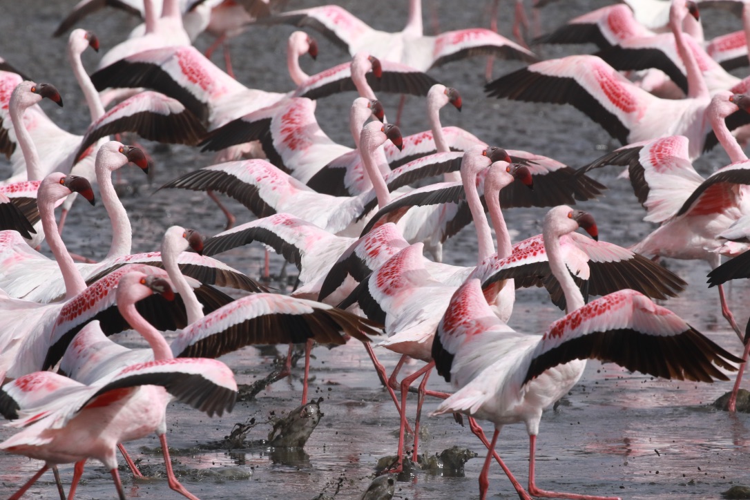Fenicotteri