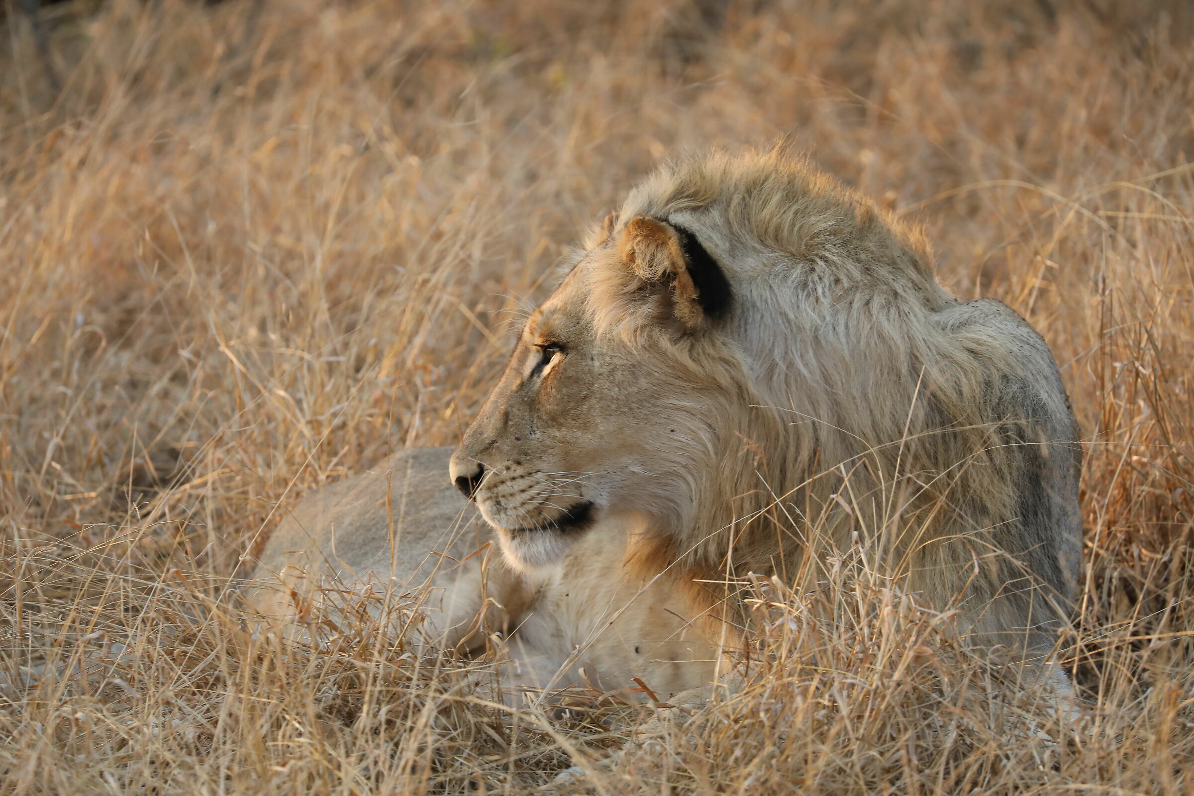 Leone
