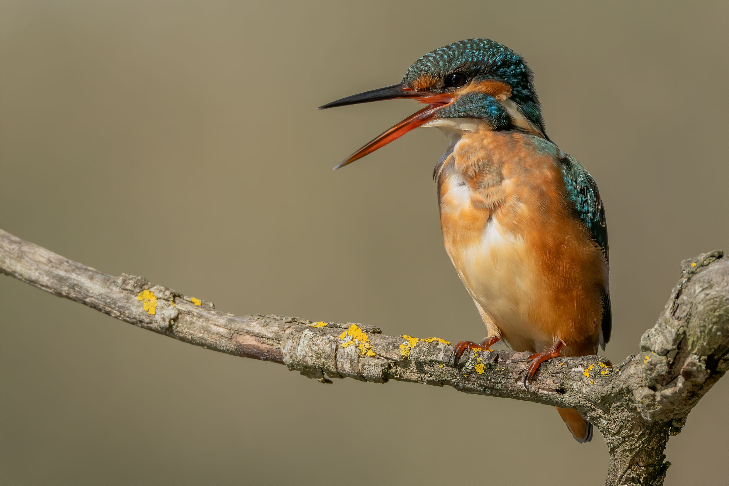Il canto del pescatore