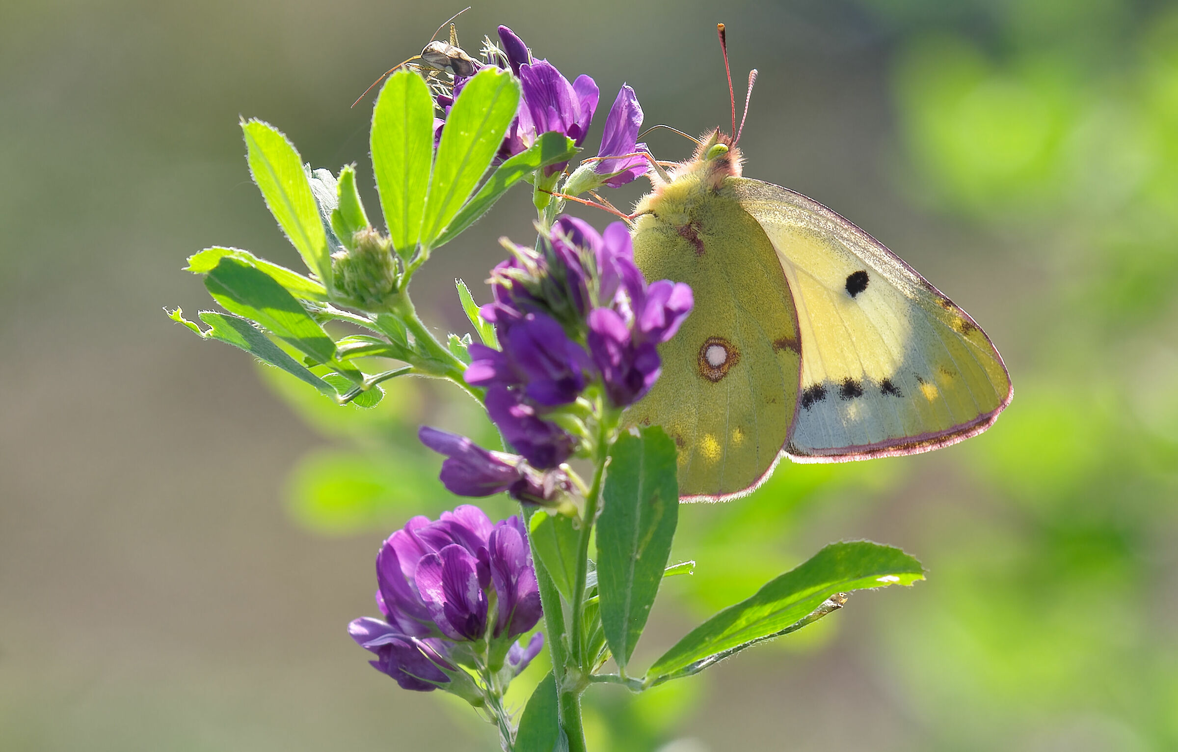 Colias Cross Pale Yellow
