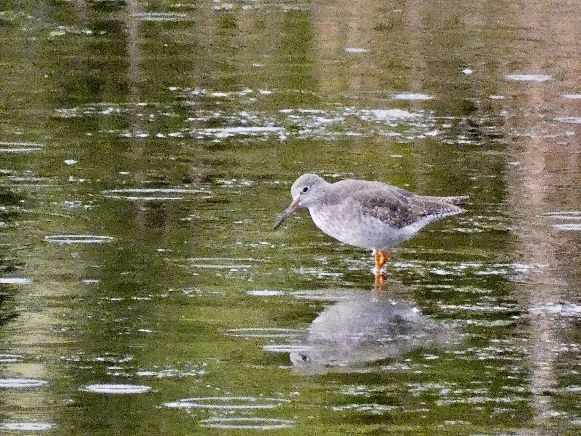 Pettegola - Tringa Totanus