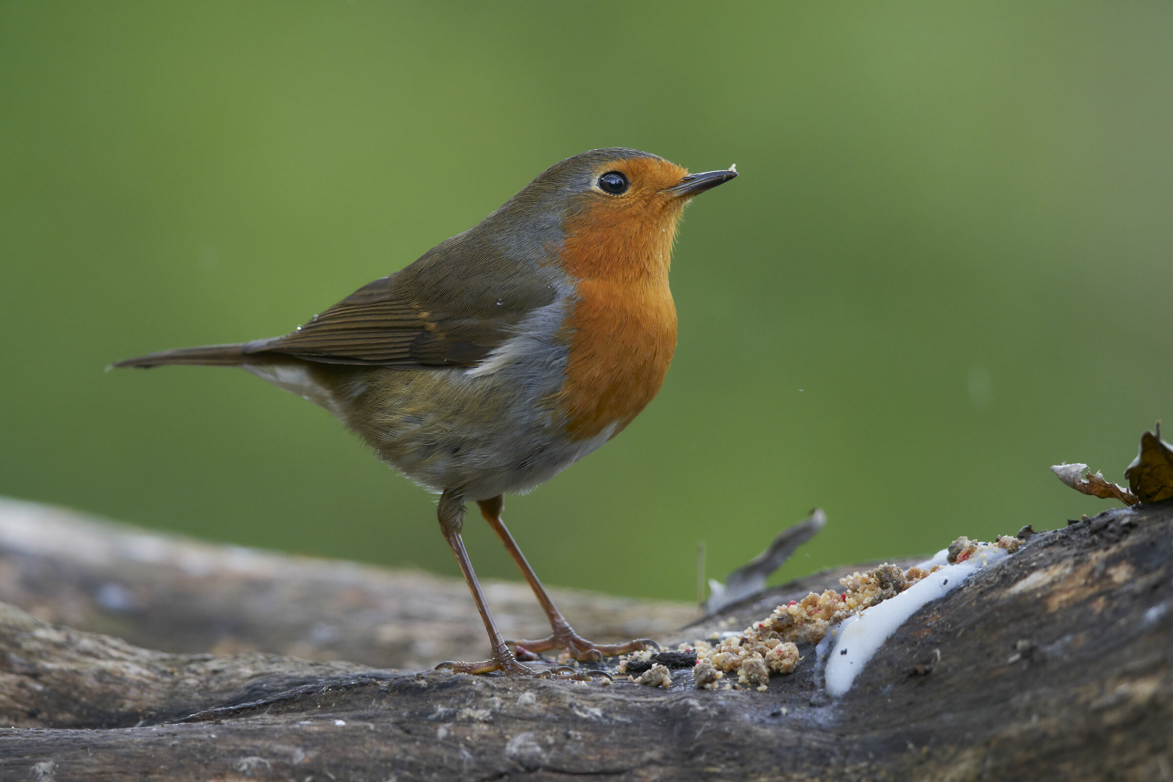 Wet robin