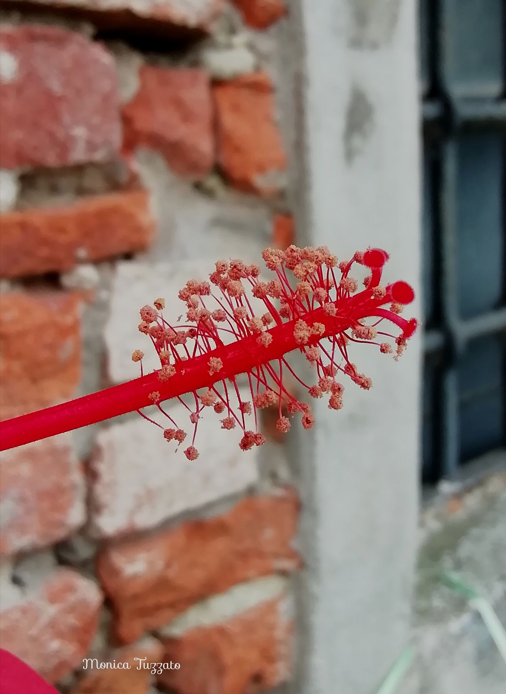 Particolari di un fiore